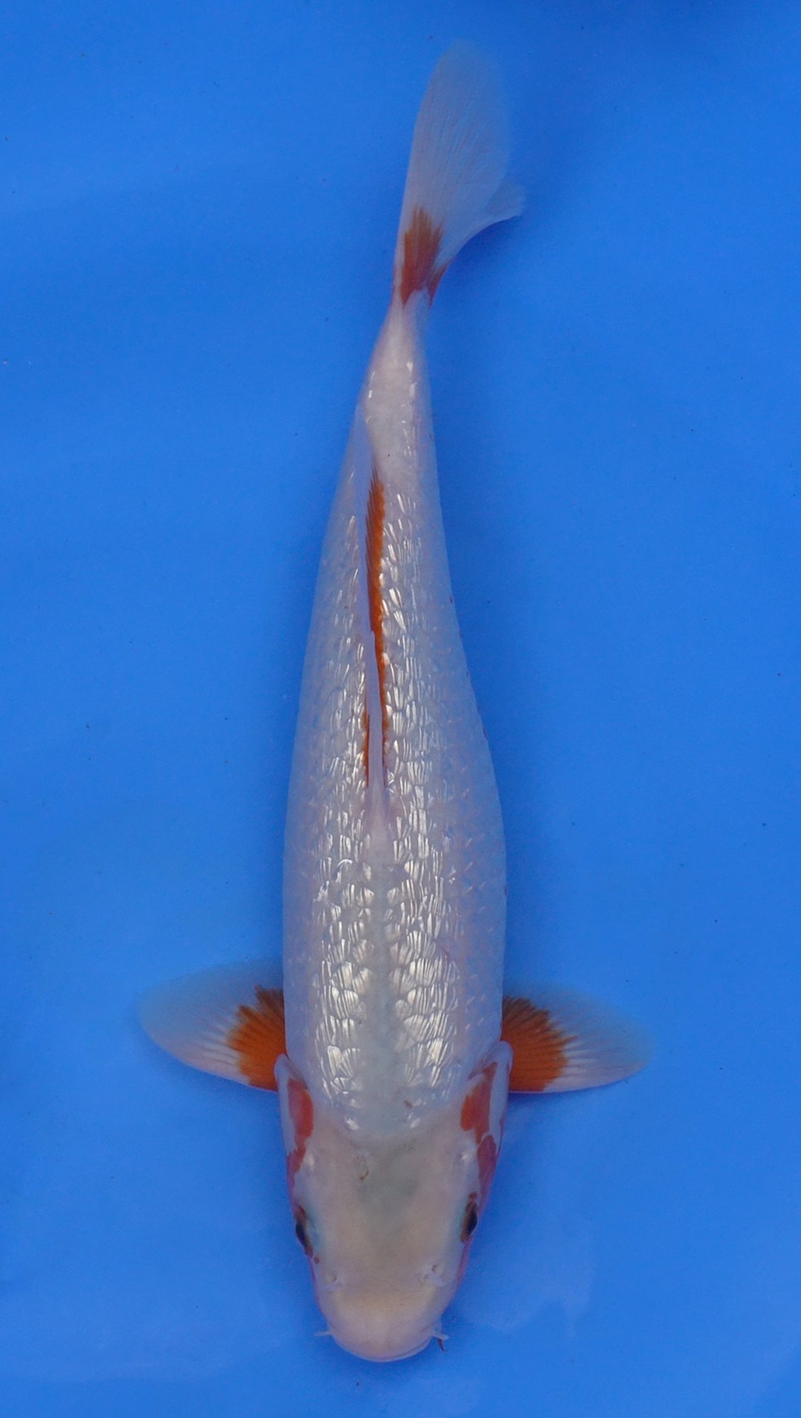 Gin Rin Asagi 14 inch - 240187111