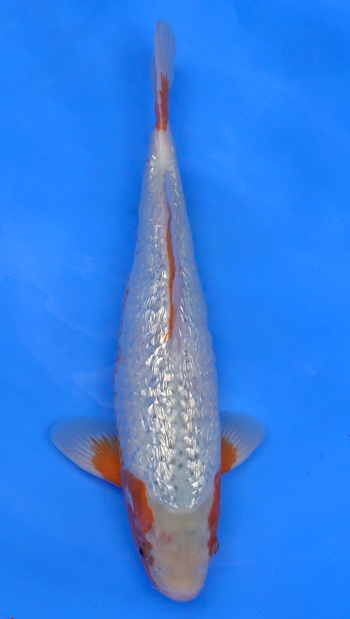 Gin Rin Asagi 15 inch - 240187112