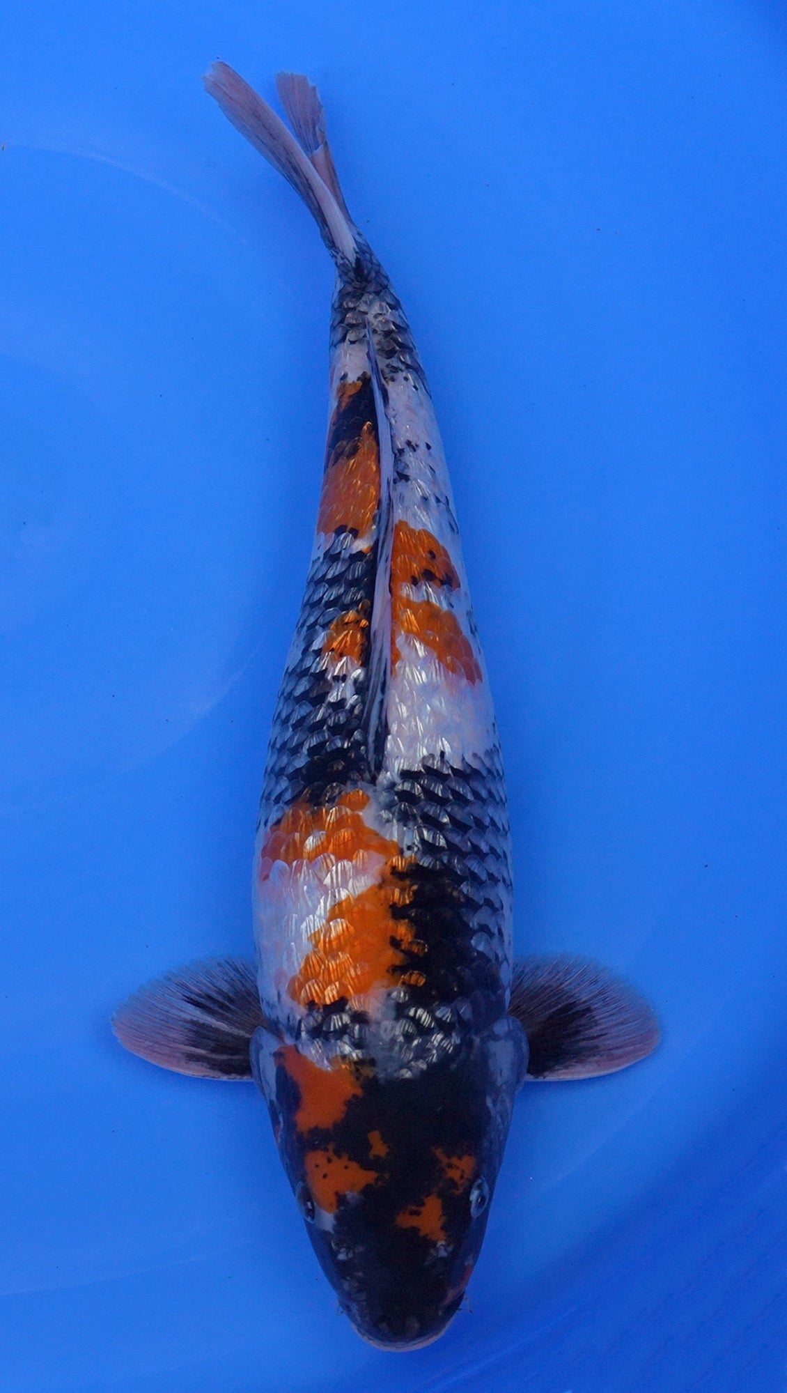 Gin Rin Showa 19 inch - 240190032