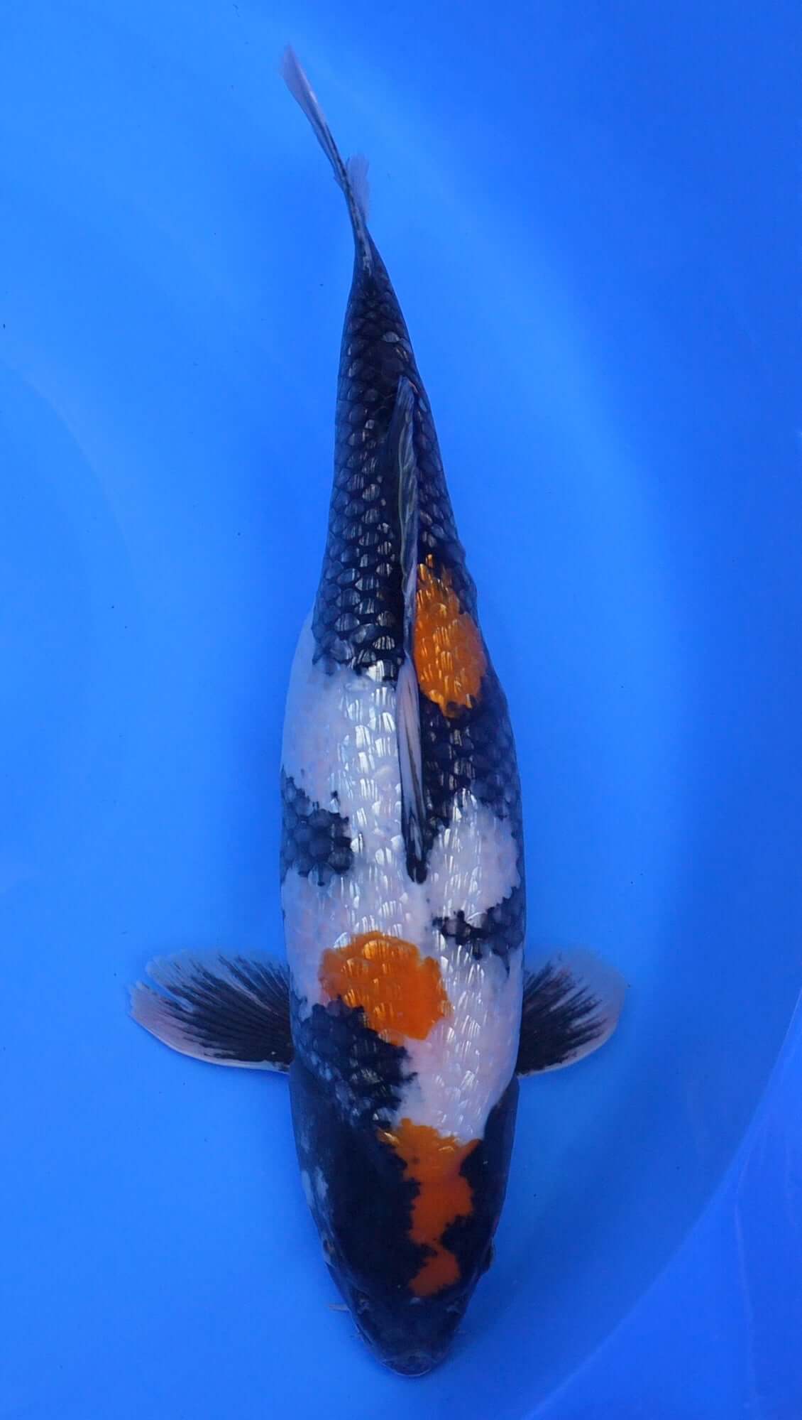Gin Rin Showa 19 inch - 240190033