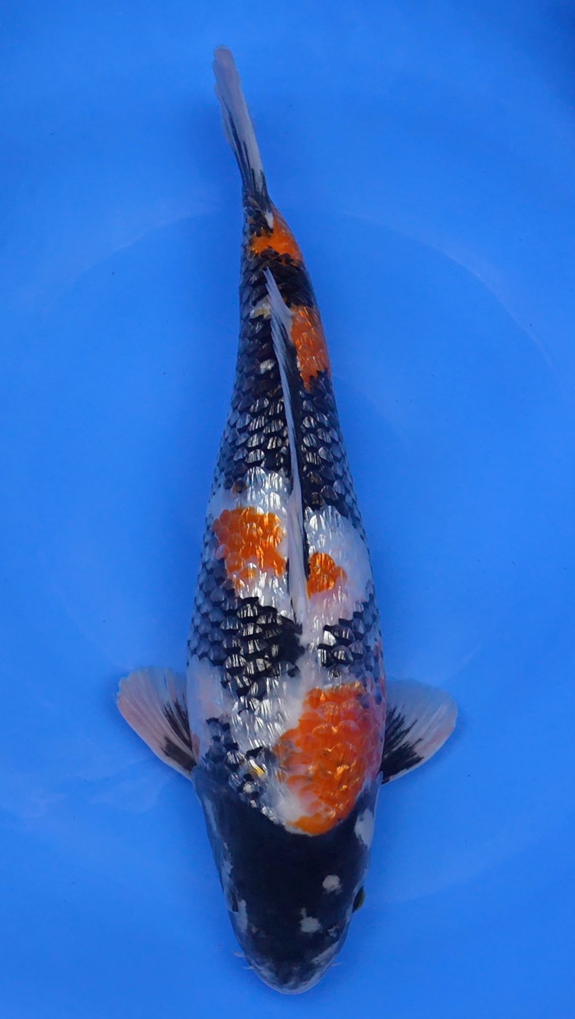 Gin Rin Showa 18 inch - 240190035