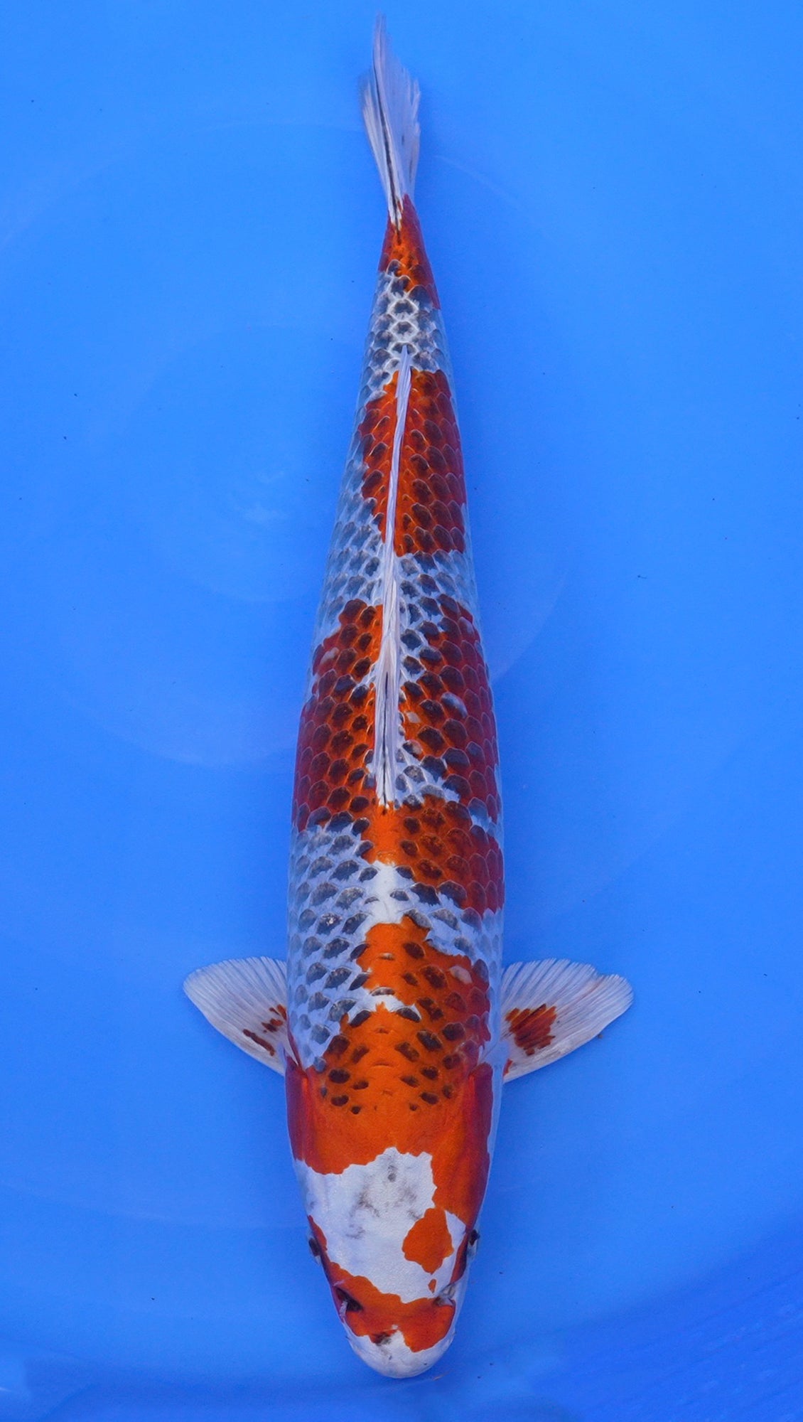 Kujaku 21 inch - 240190036