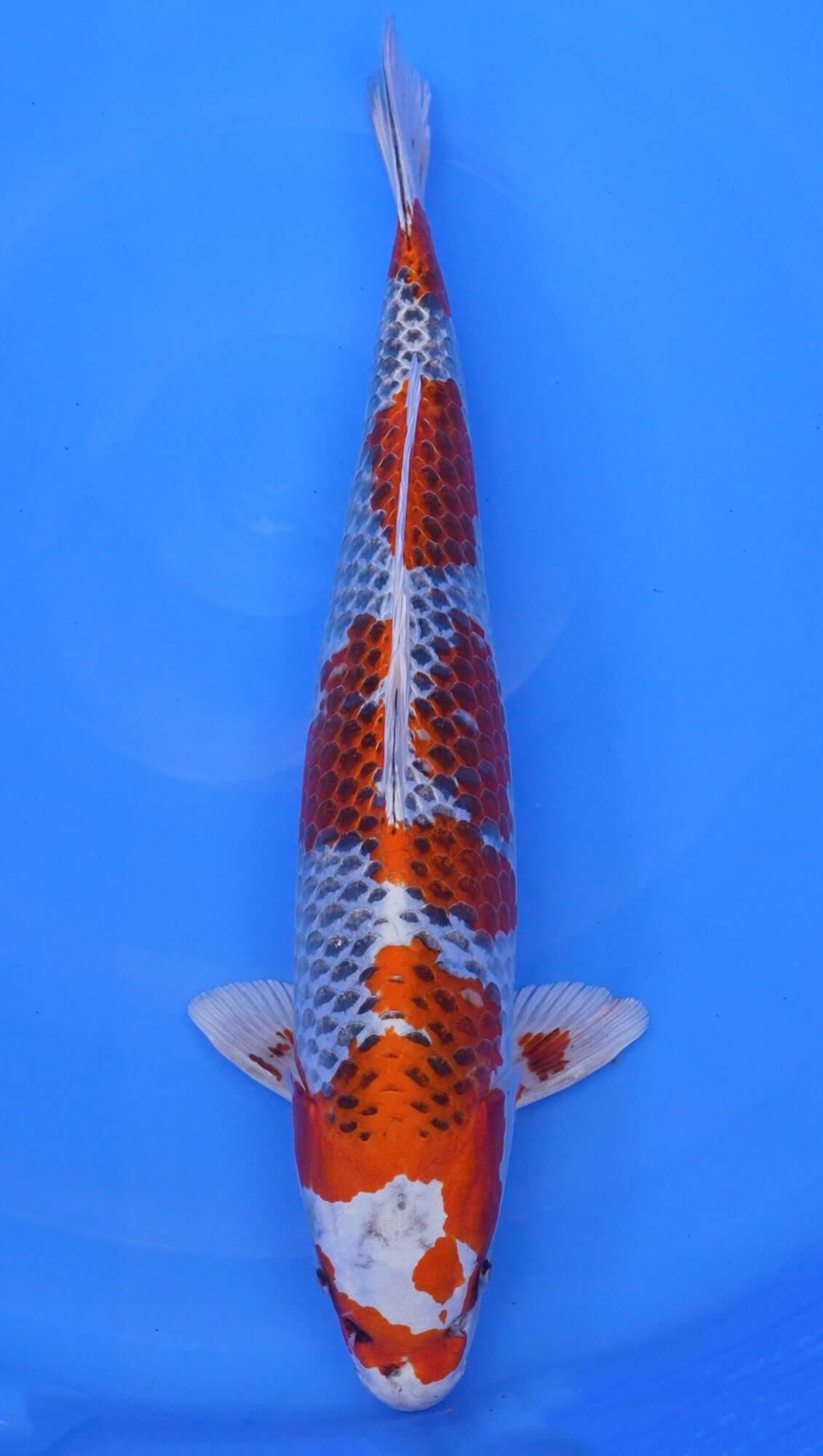 Kujaku 21 inch - 240190036