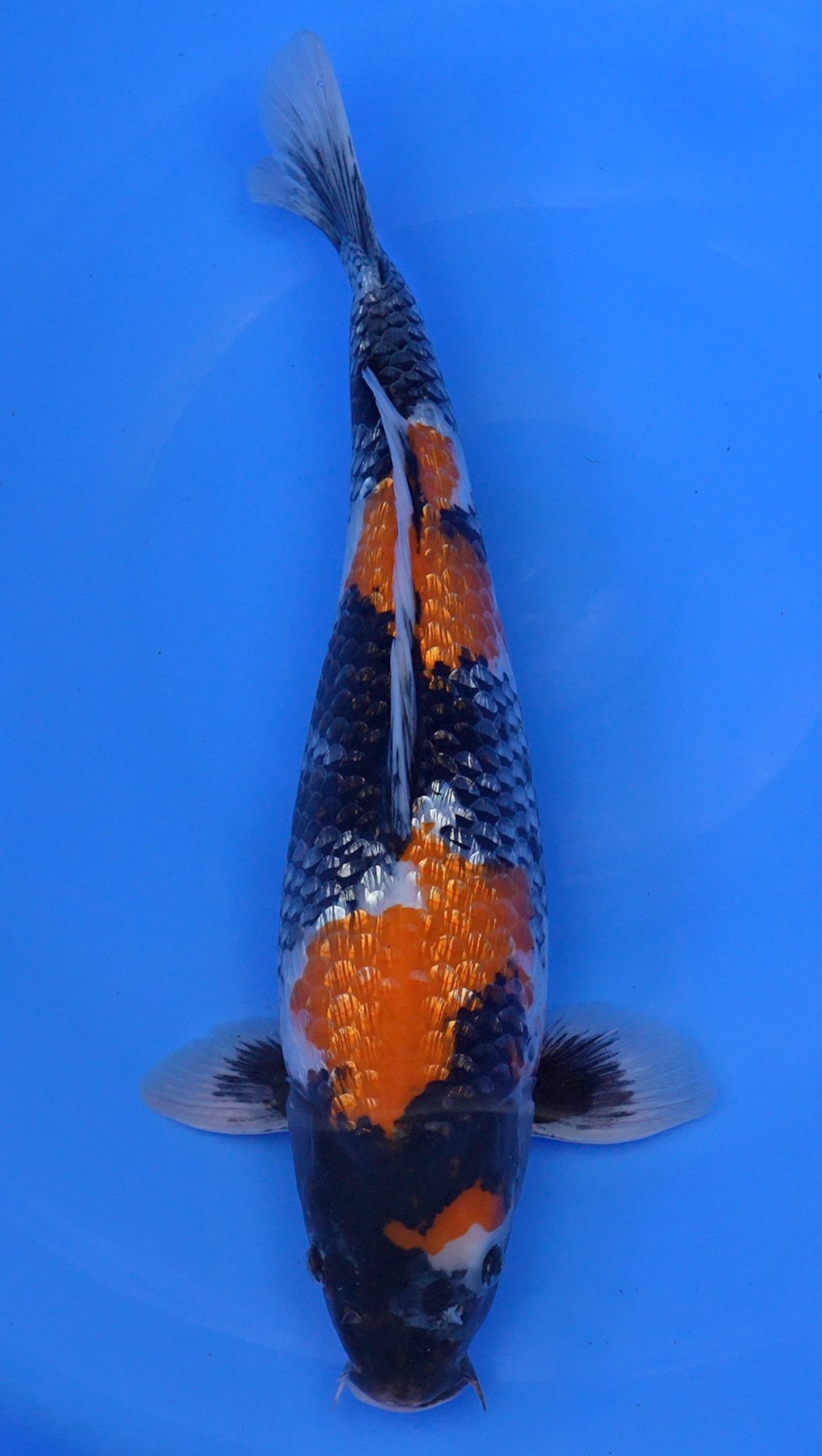 Gin Rin Showa 20 inch - 240190037