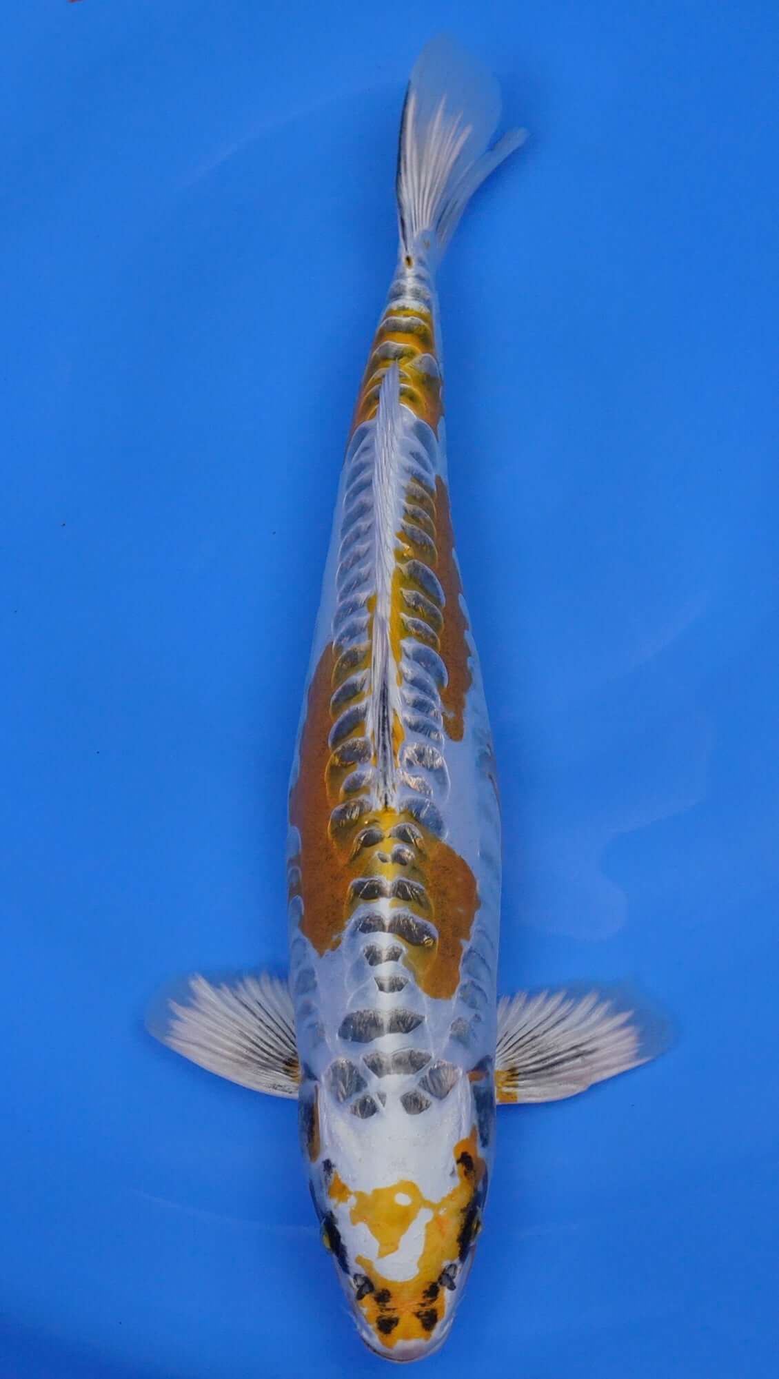 Doitsu Yellow Kujaku 19 inch - 240203272
