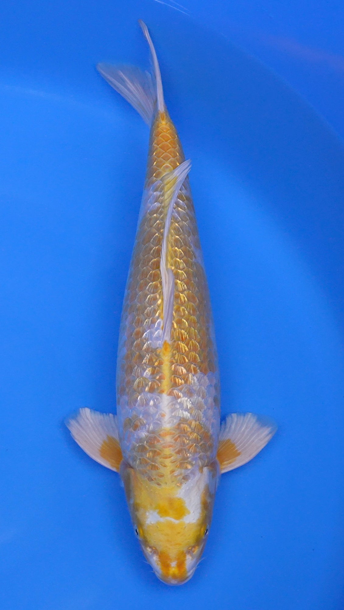 Gin Rin Hariwake 20 inch - 240203274