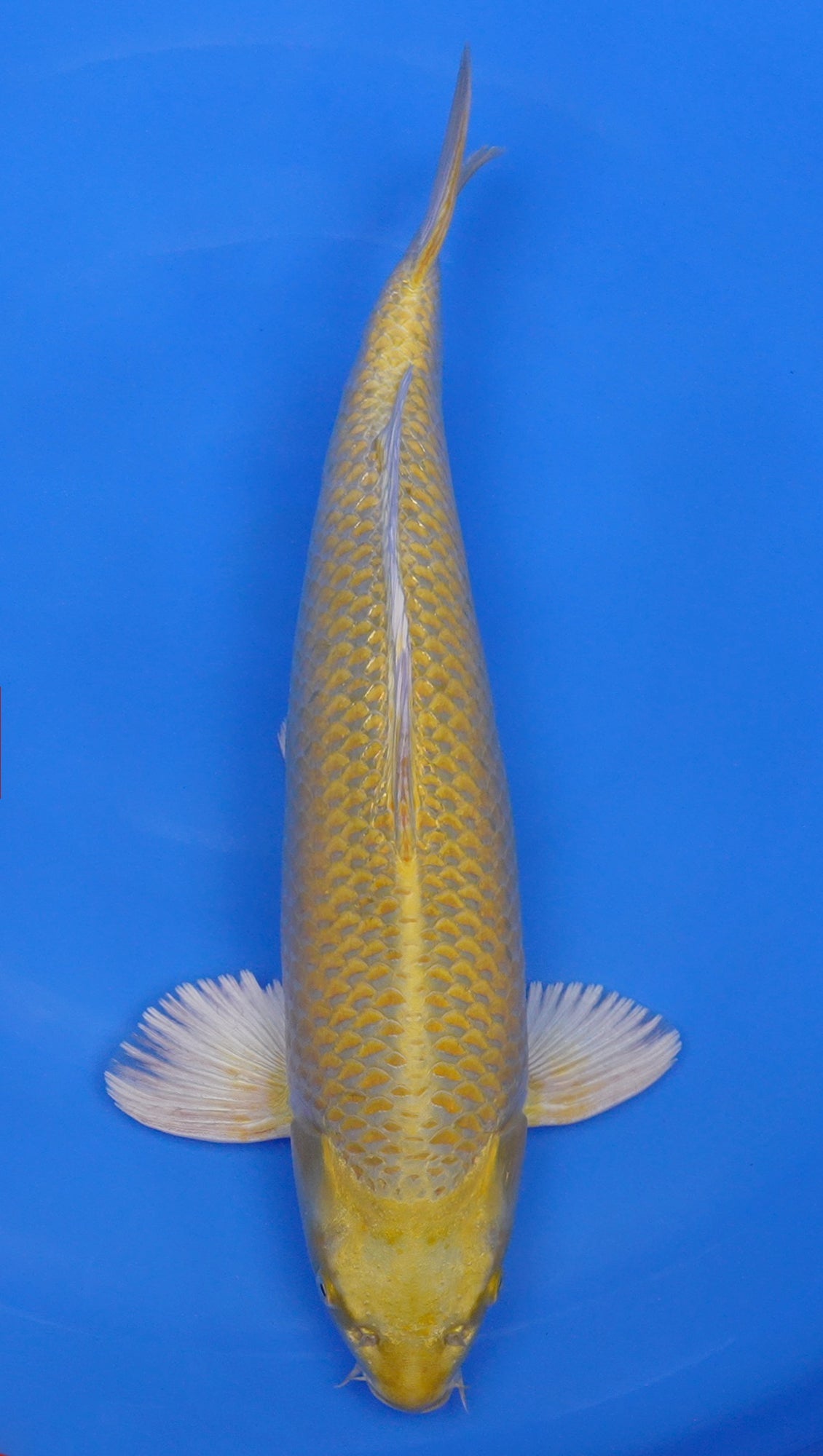 Yamabuki Ogon 20 inch - 240203277