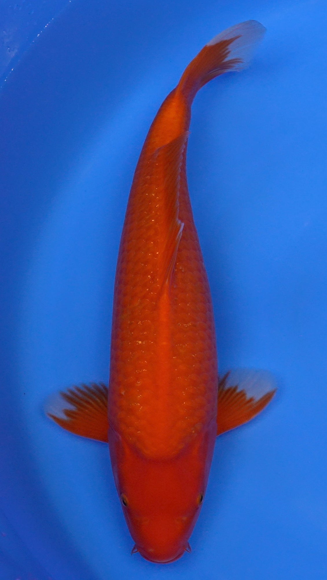 Benigoi 20 inch - 240210263