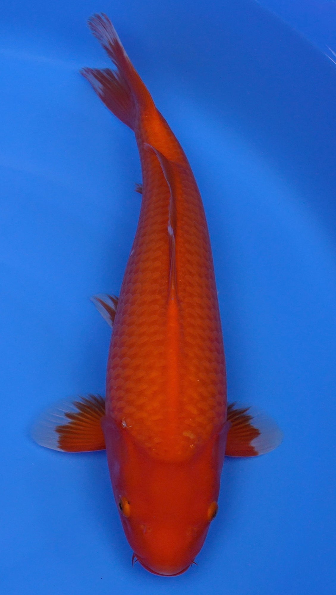 Benigoi 19 inch - 240210264