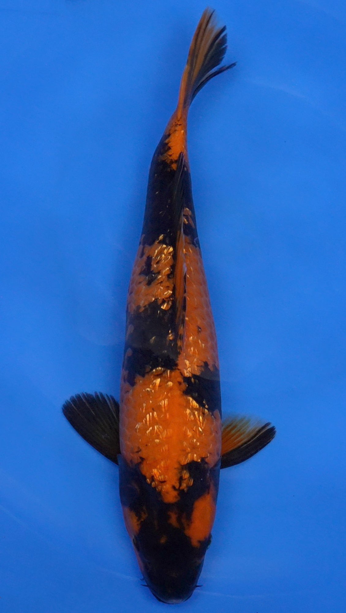 Gin Rin Hi Utsuri 19 inch - 240210265