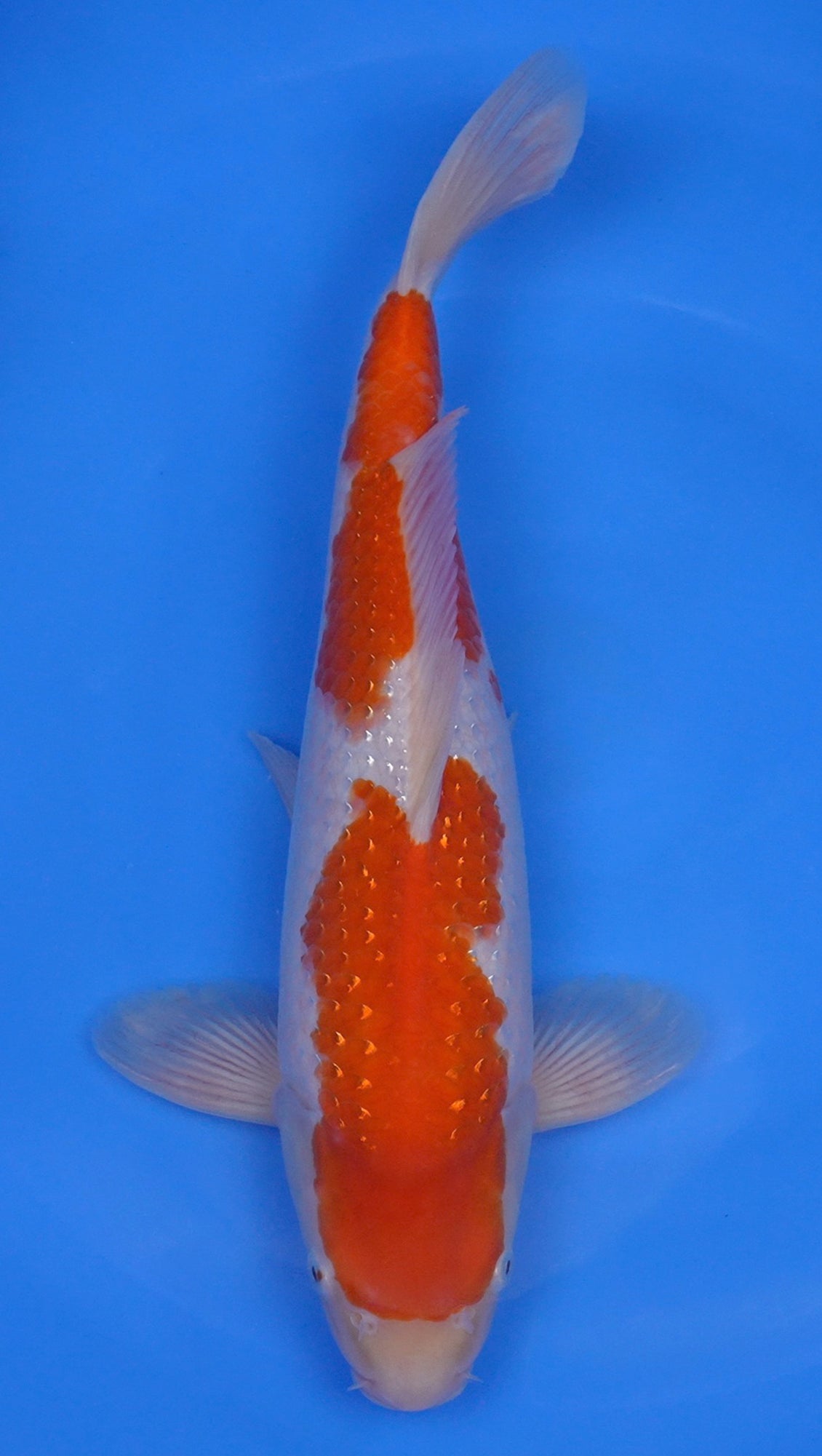 Pearl Gin Rin Kohaku 17 inch - 240218411