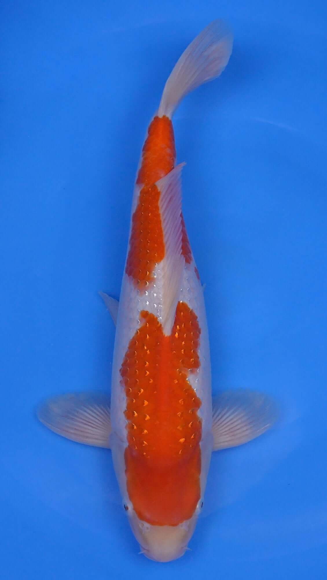 Pearl Gin Rin Kohaku 17 inch - 240218411