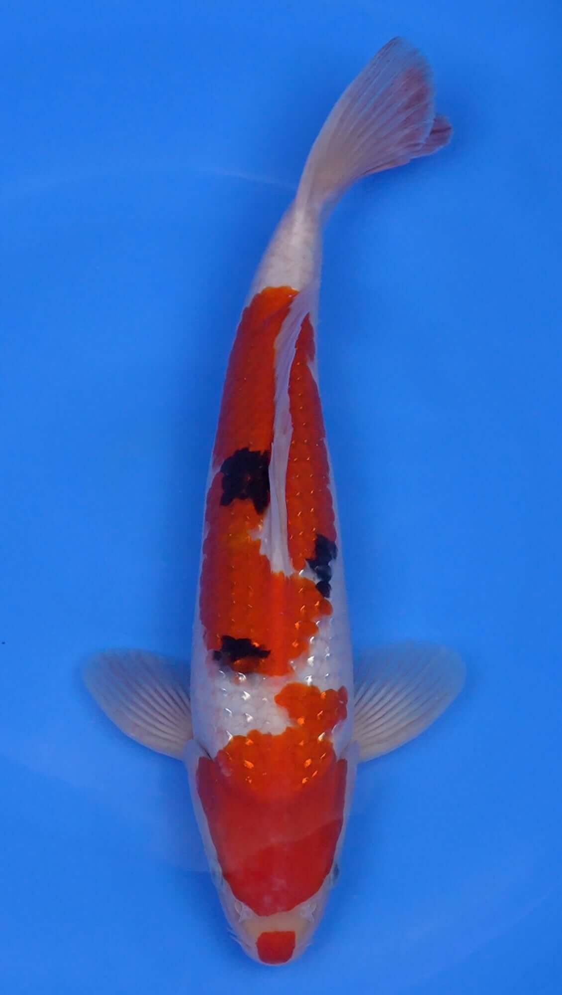 Pearl Gin Rin Sanke 15 inch - 240218412