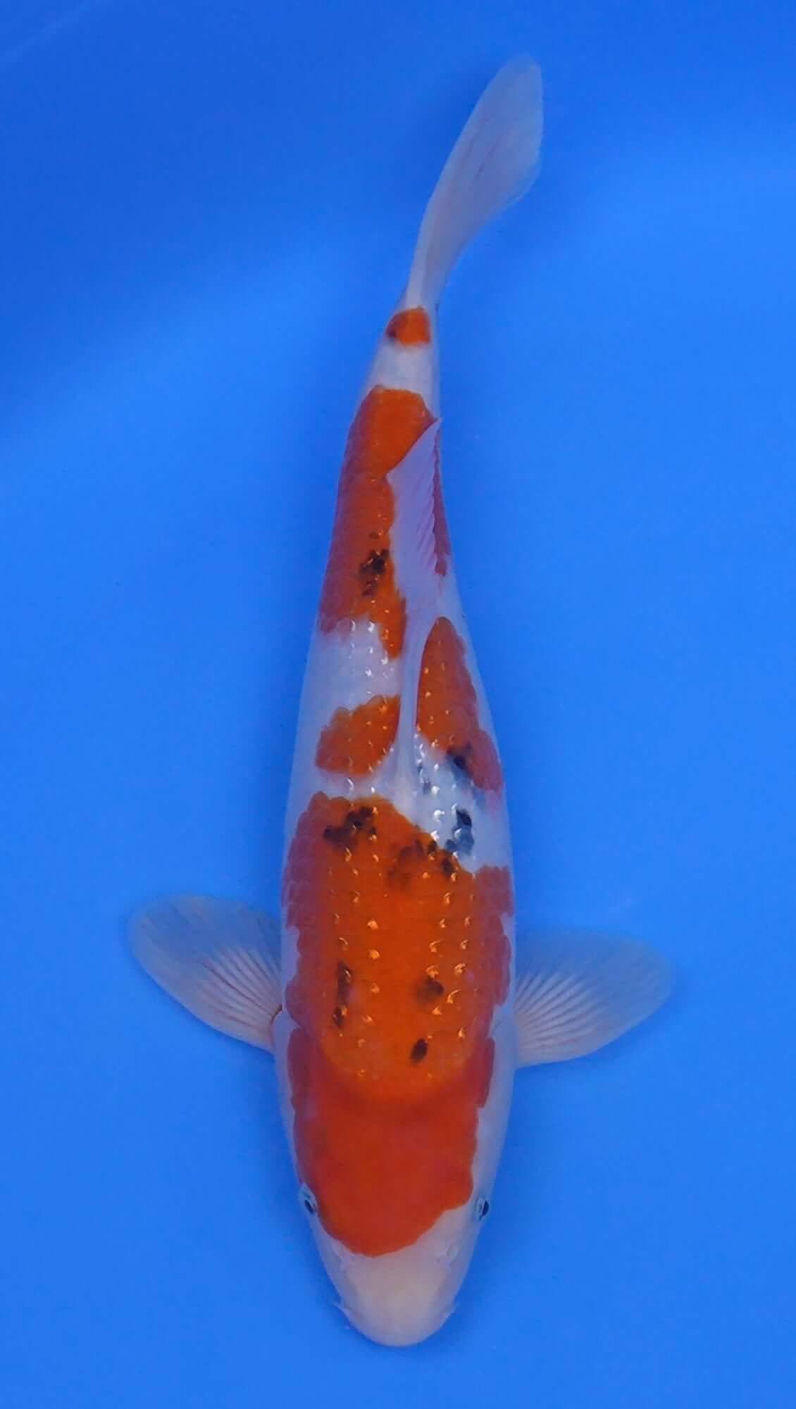 Pearl Gin Rin Sanke 14 inch - 240218413