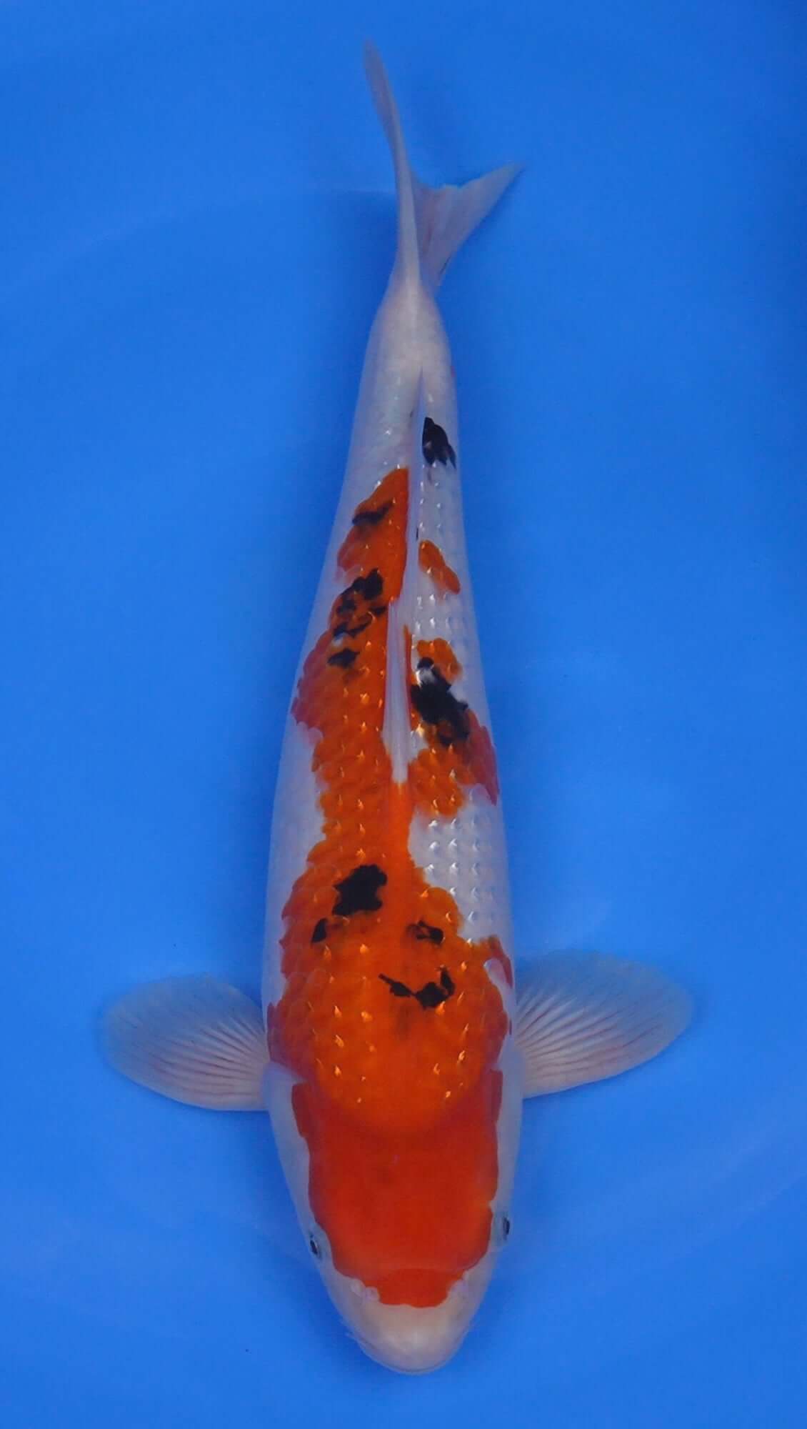 Pearl Gin Rin Sanke 16 inch - 240218414