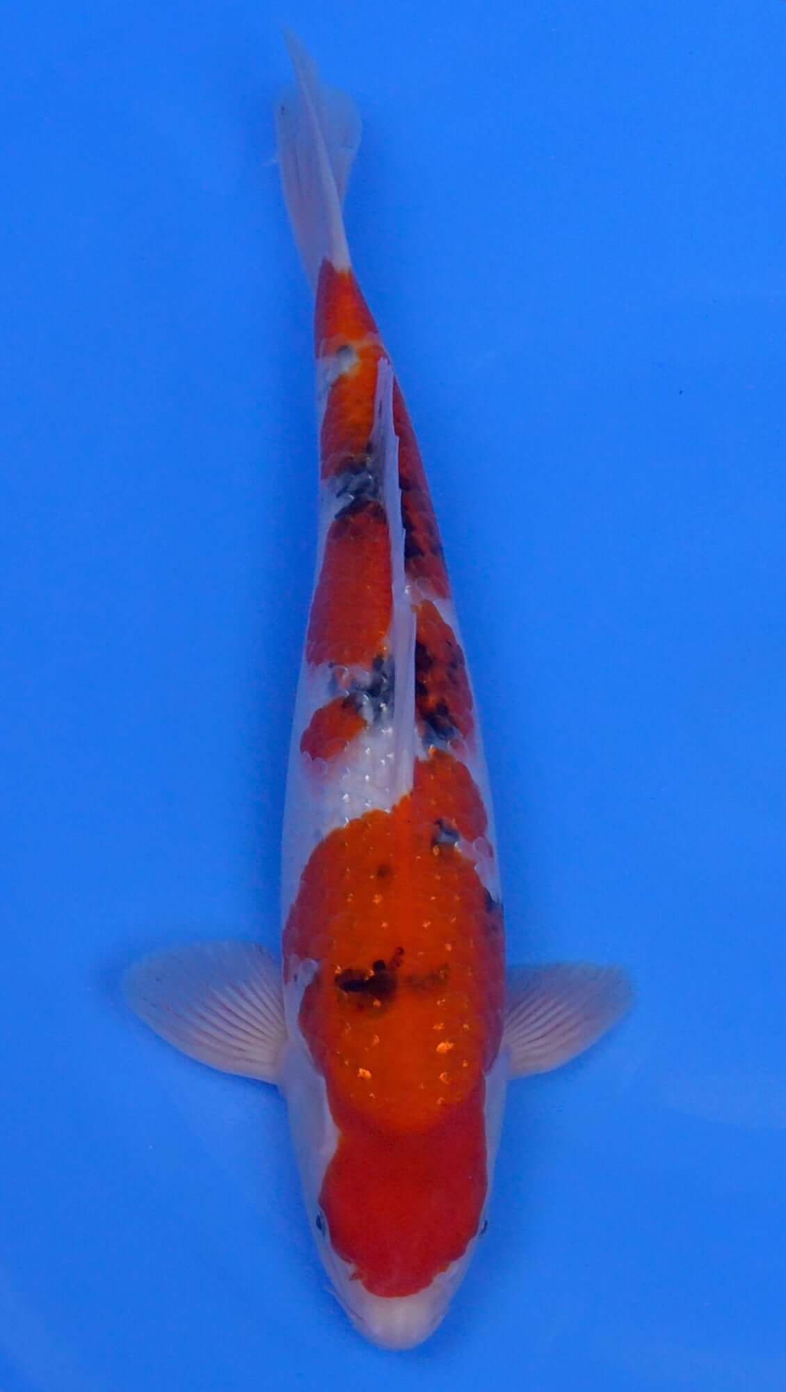 Pearl Gin Rin Sanke 15 inch - 240218415