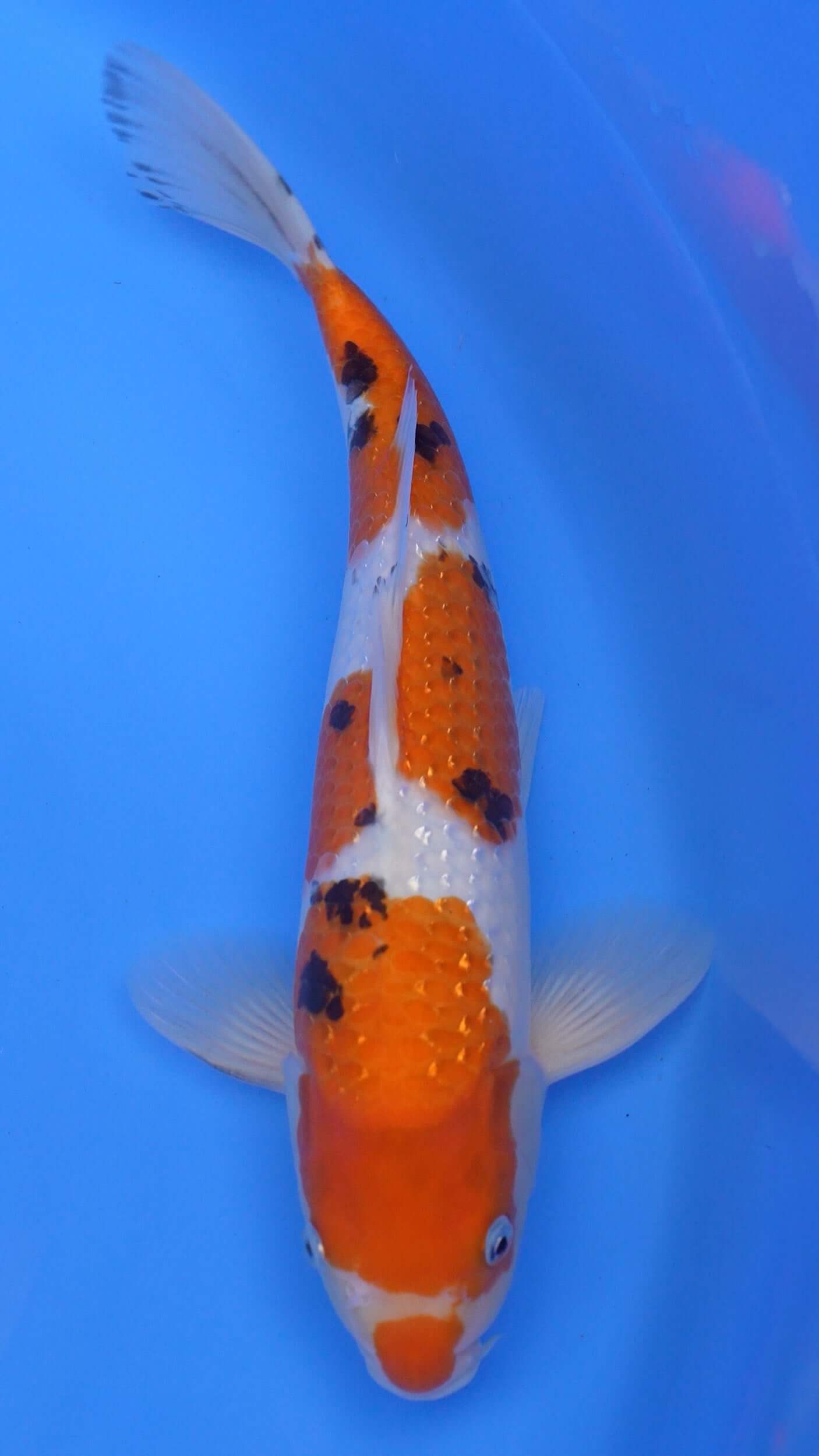 Pearl Gin Rin Sanke 15 inches − 240218416