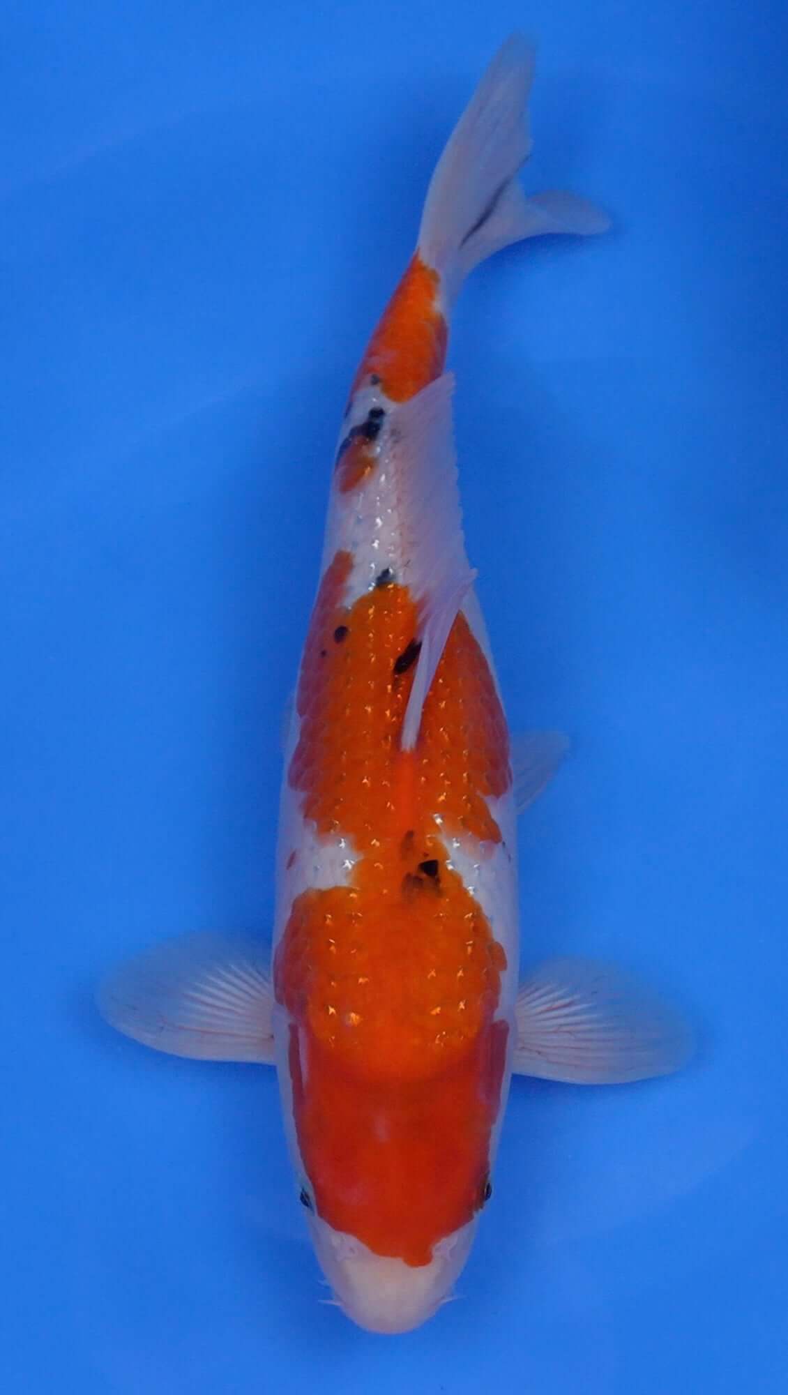 Pearl Gin Rin Sanke 15 inch - 240227417