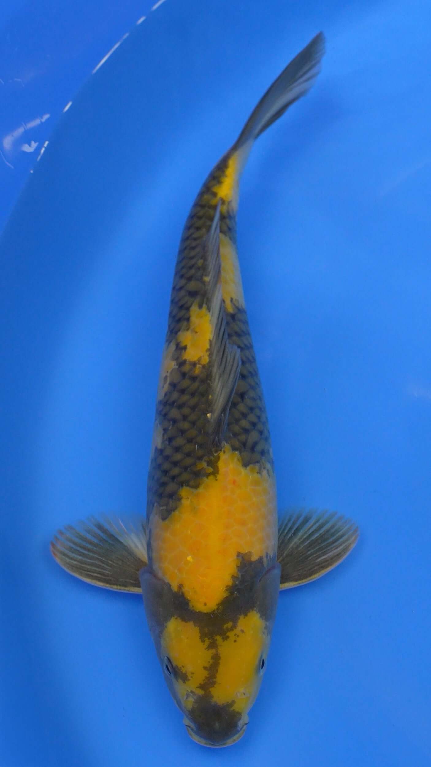 Ki Utsuri 15 inch - 240234147