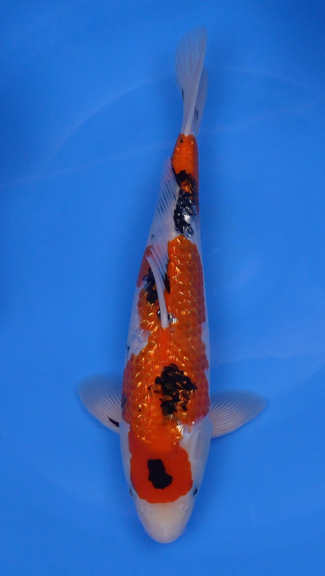 Gin Rin Sanke 15 inch - 240234148