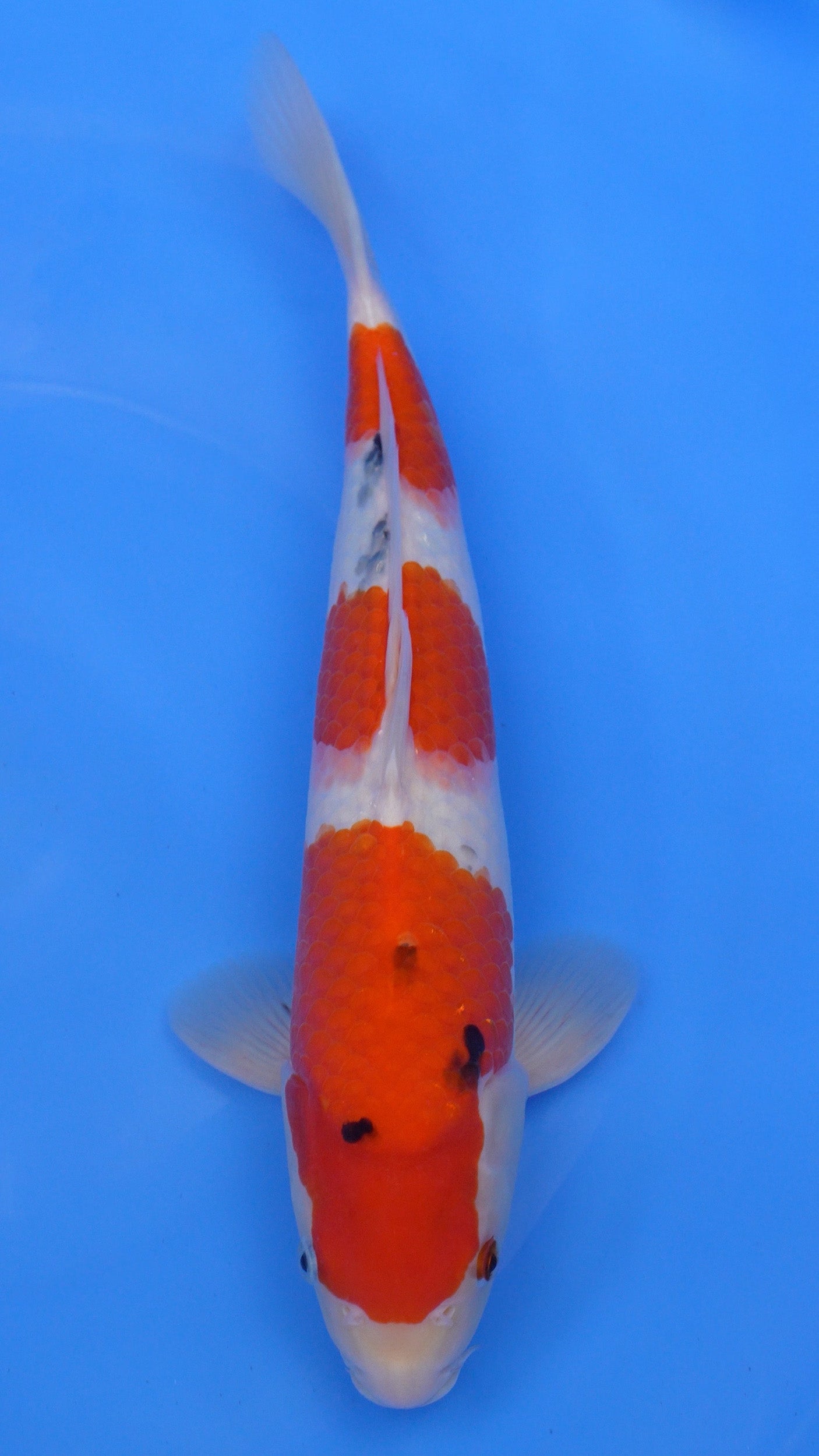 Sanke 16 inches − 240234149