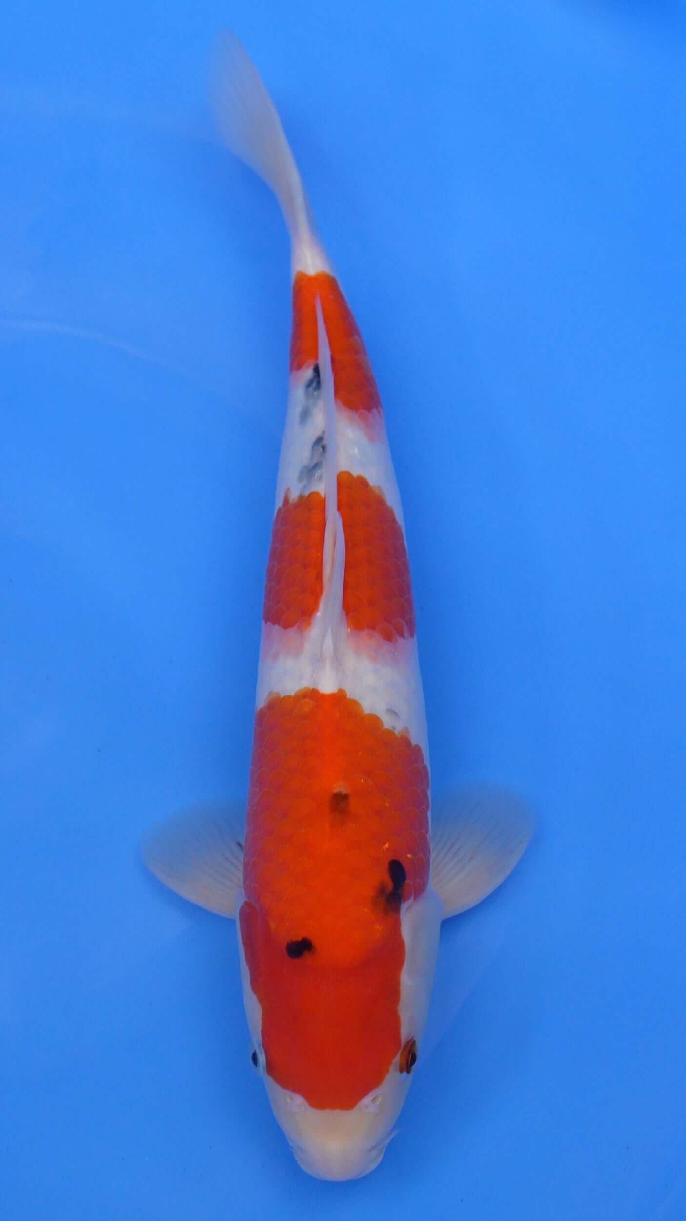 Sanke 16 inches − 240234149