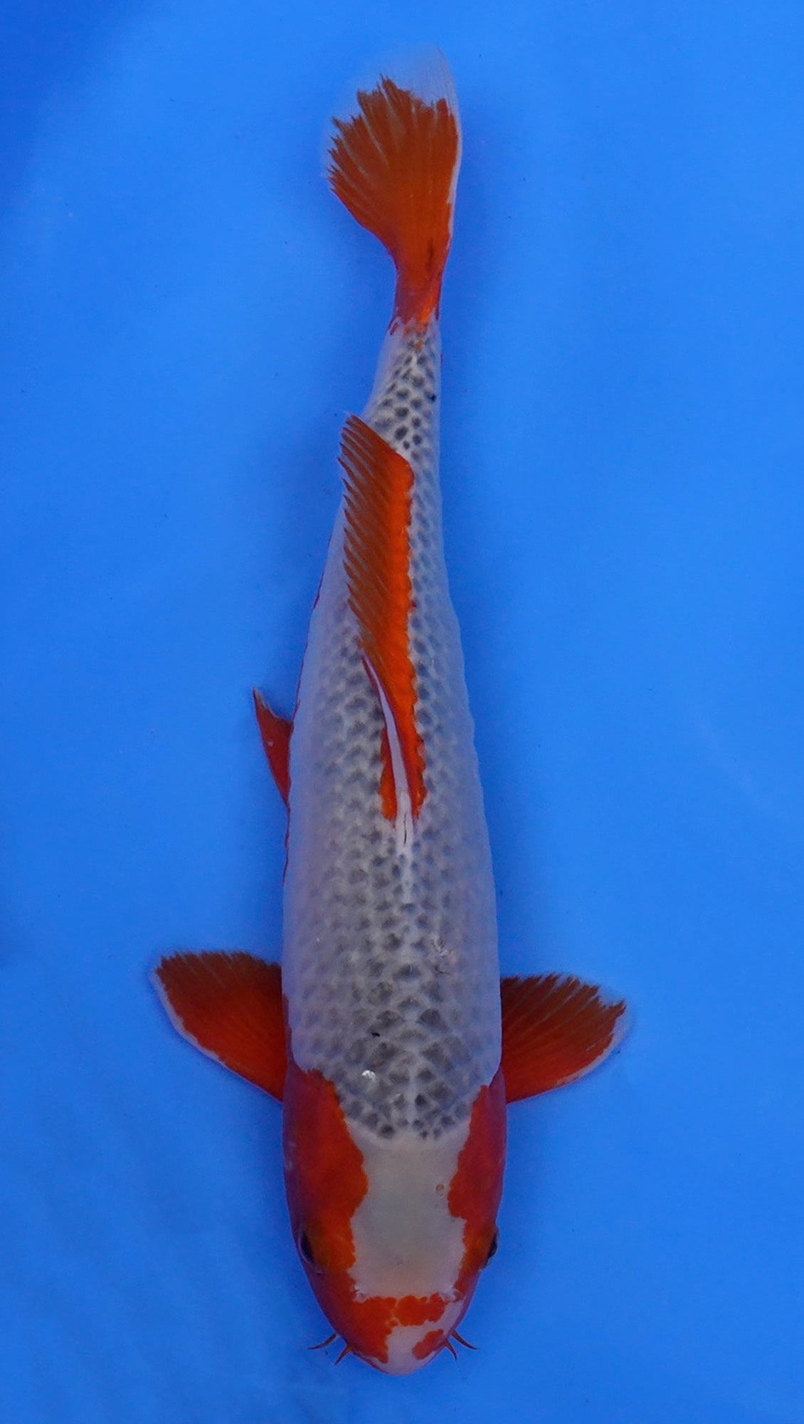 Asagi 17 inch - 240234151