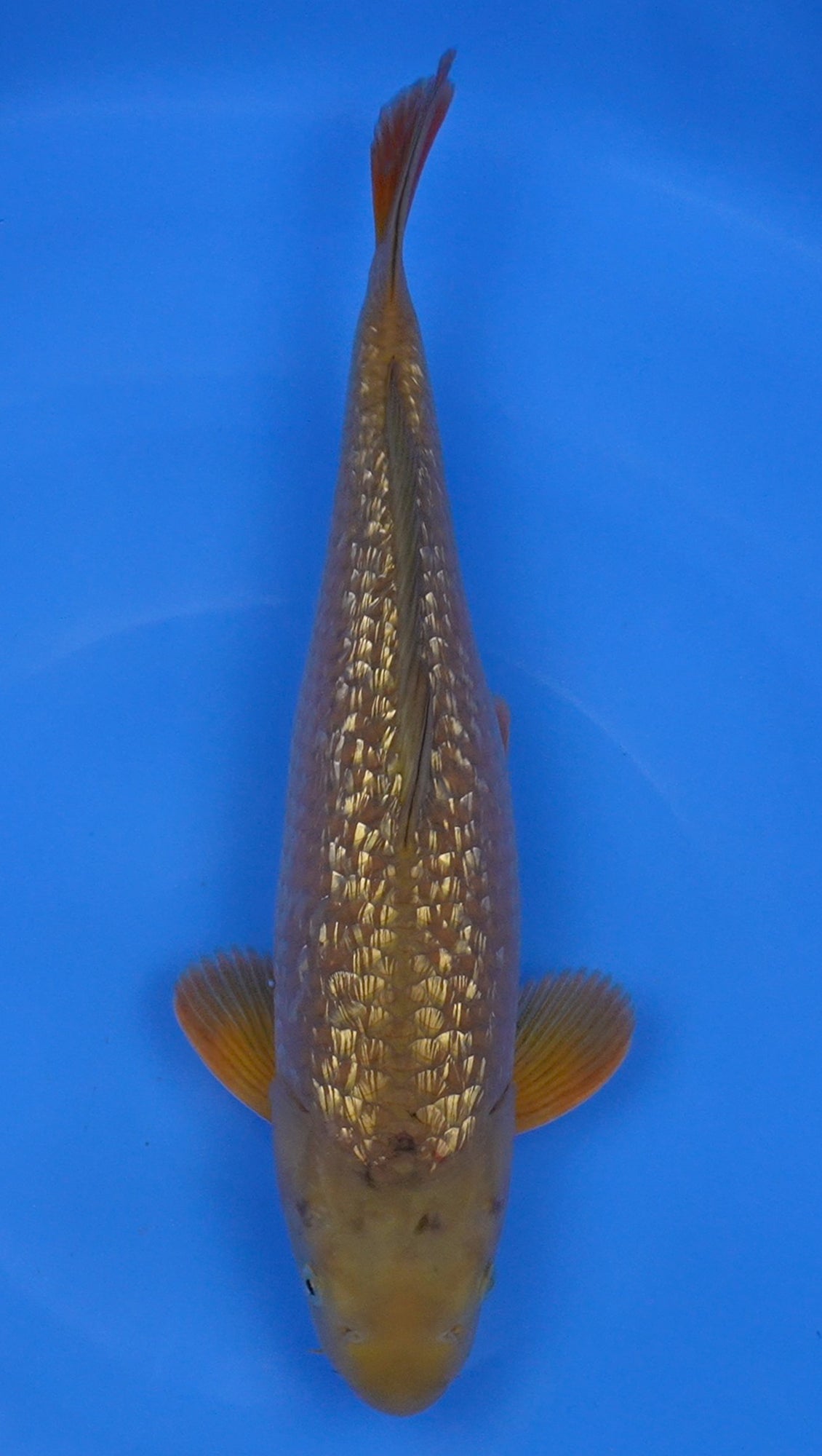 Gin Rin Chagoi 18 inch - 240247139