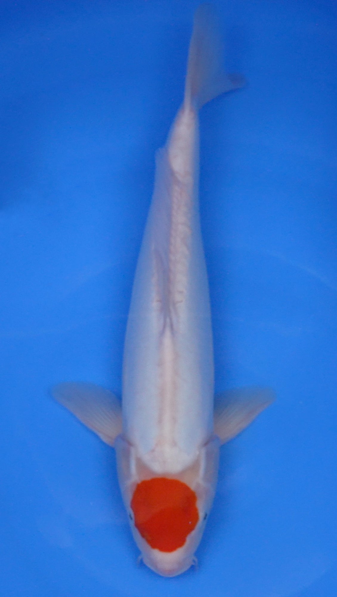Doitsu Tancho Kohaku 17 inch - 240247141