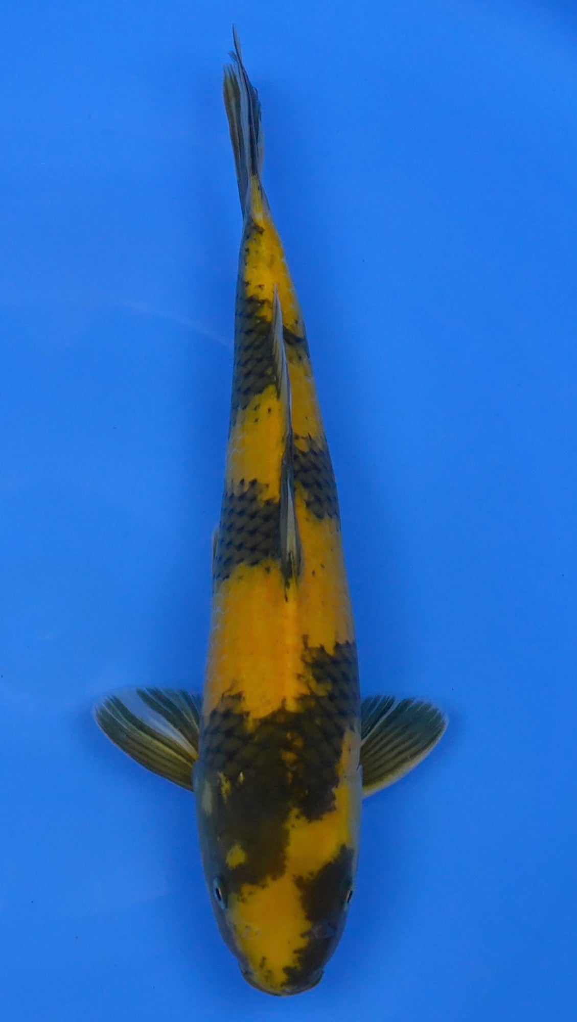 Ki Utsuri 16 inch - 240247142