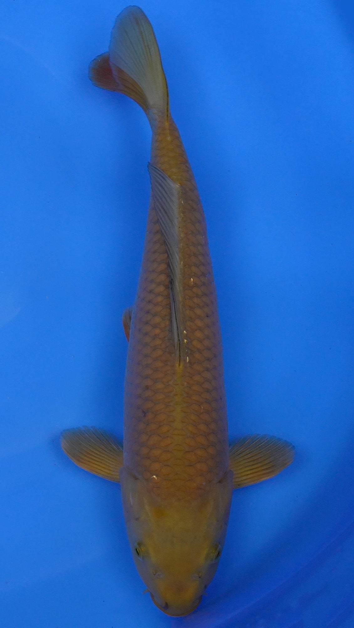 Chagoi 17 inch - 240247143