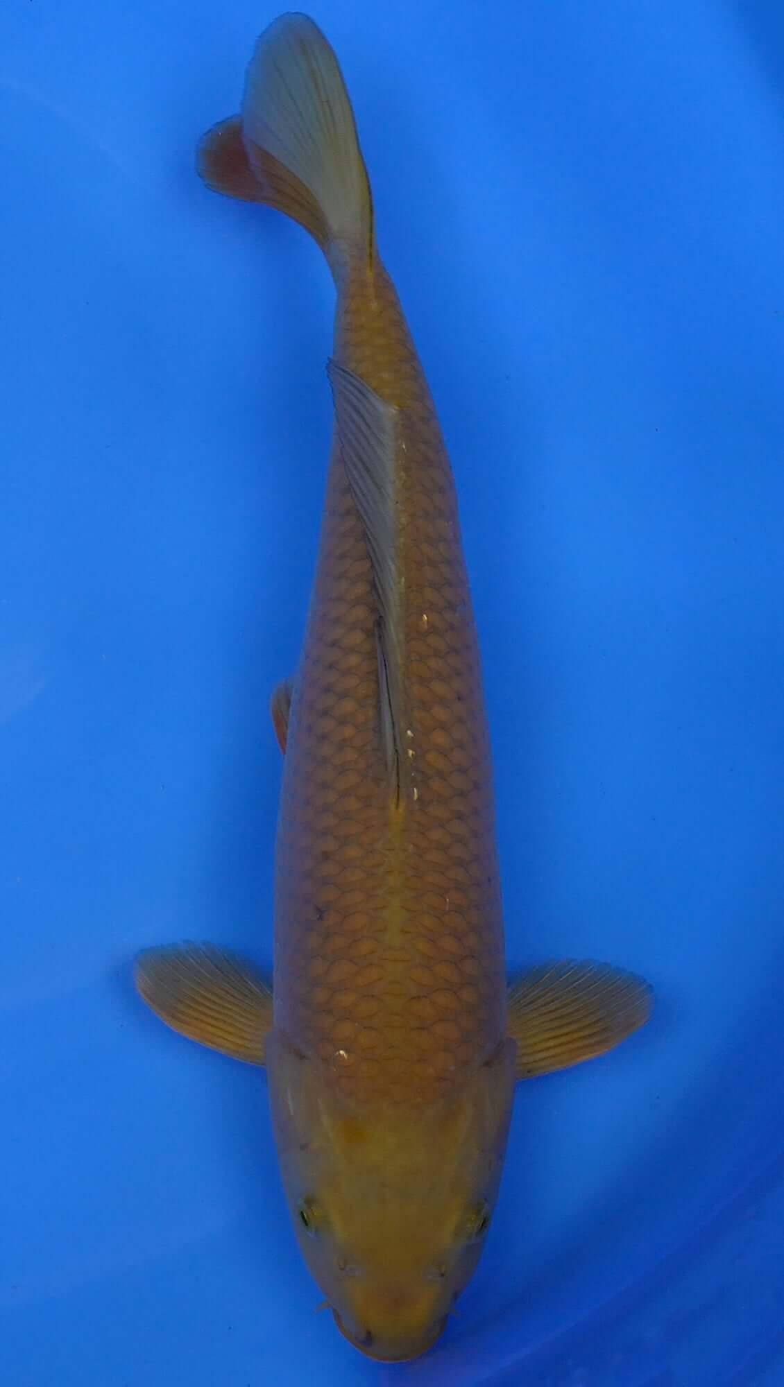 Chagoi 17 inch - 240247143