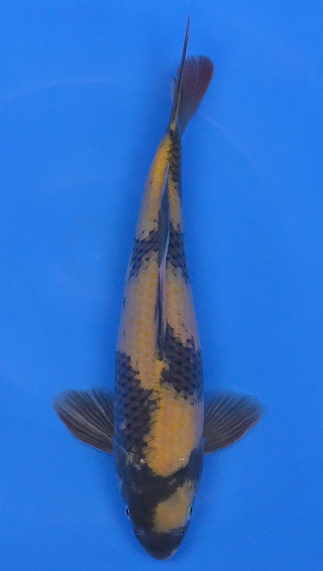 Ki Utsuri 17 inch - 240247146