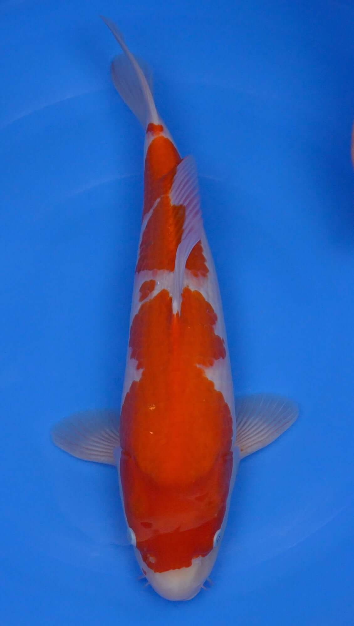 Kohaku 20 inch - 240267176