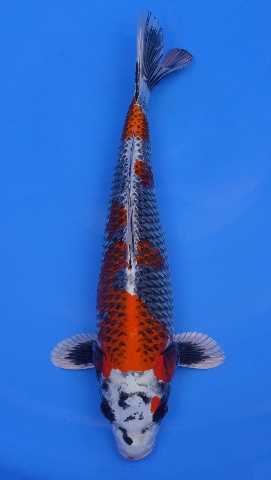 Beni Ginga 16 inch - 240287393