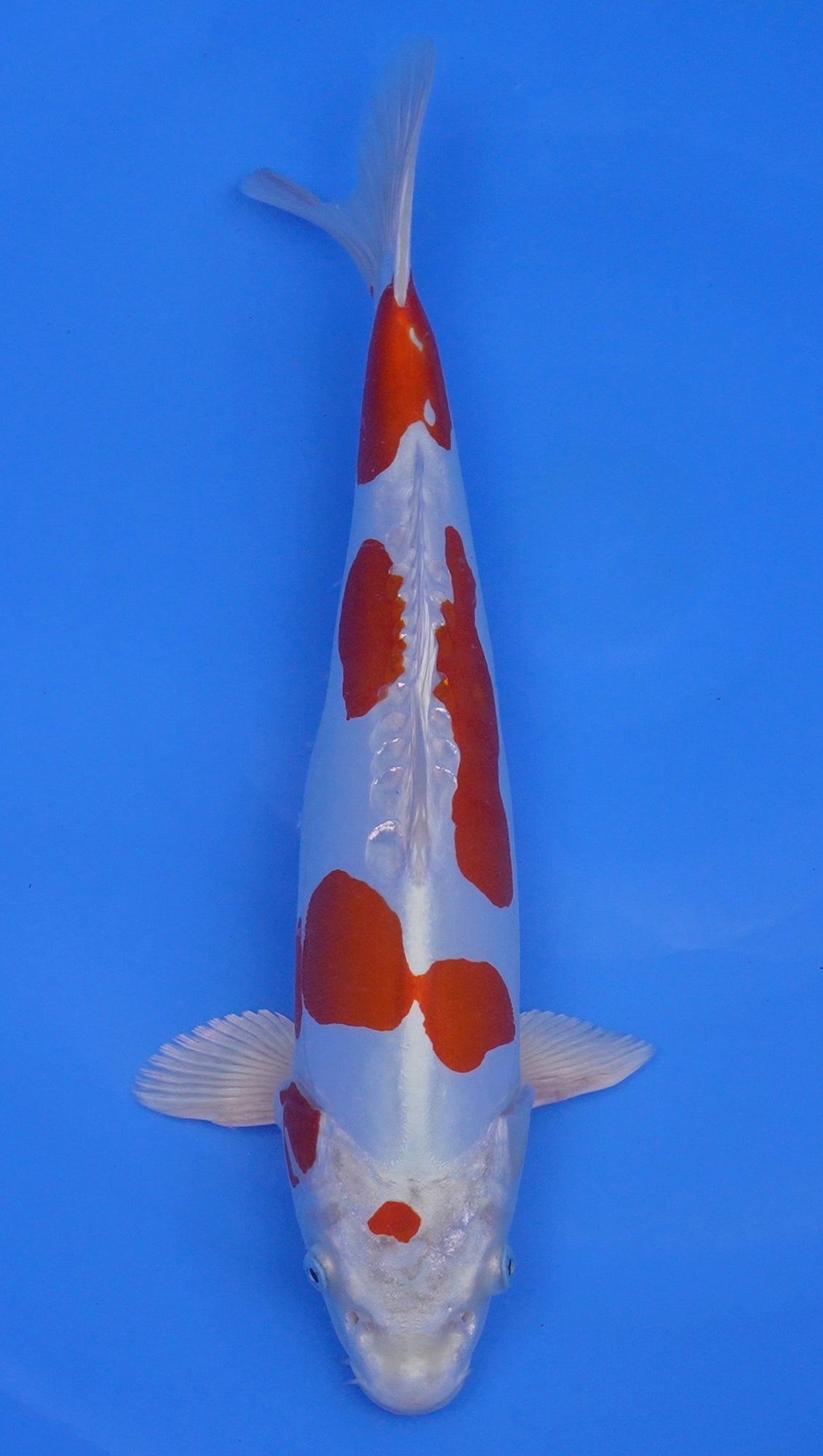 Kikusui 16 inch - 240287395