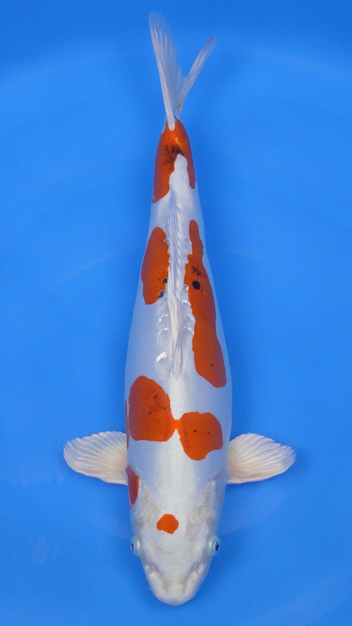 Yamato Nishiki 20 inch - 240287395