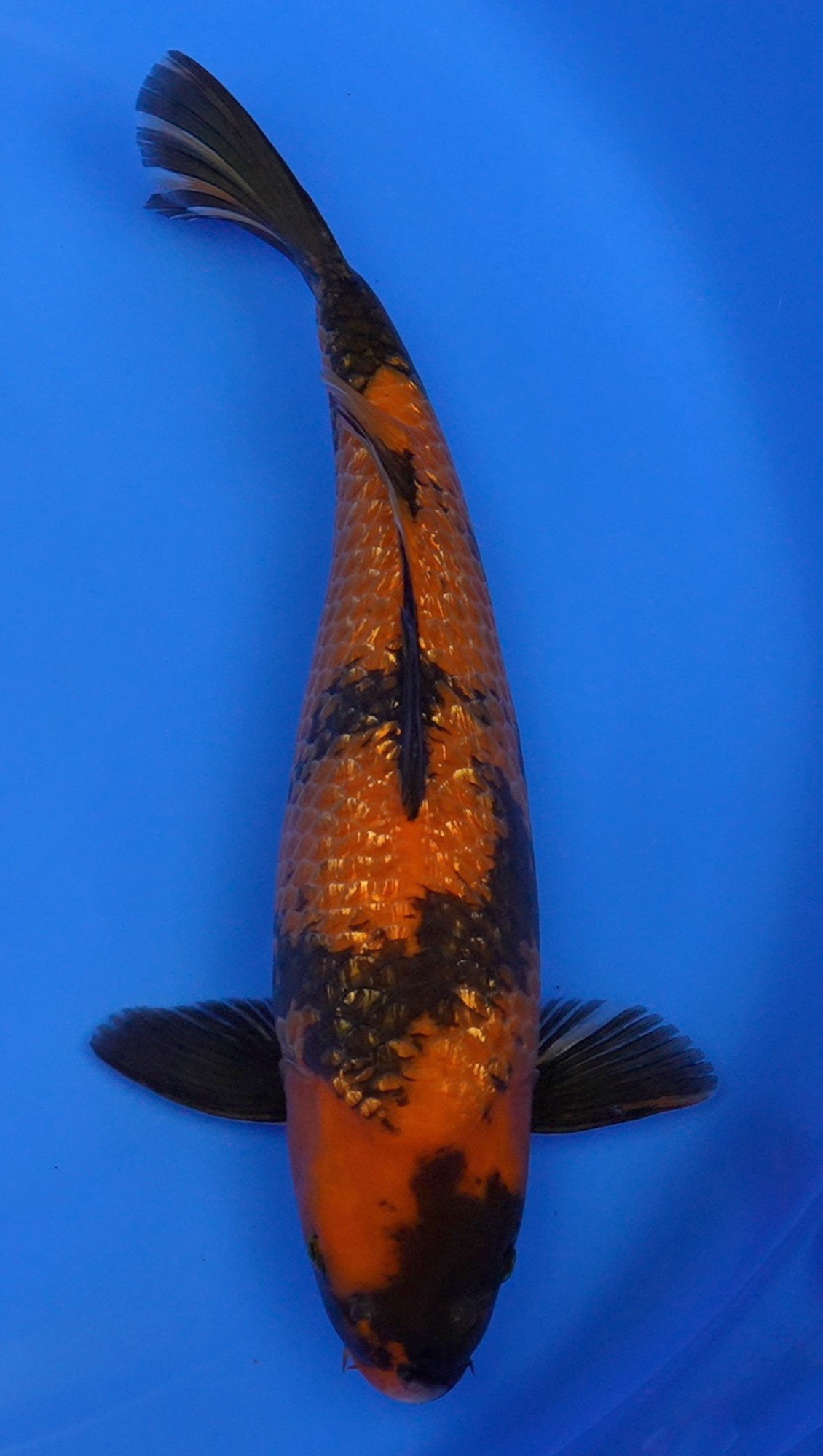 Gin Rin Hi Utsuri 18 inch - 240290267