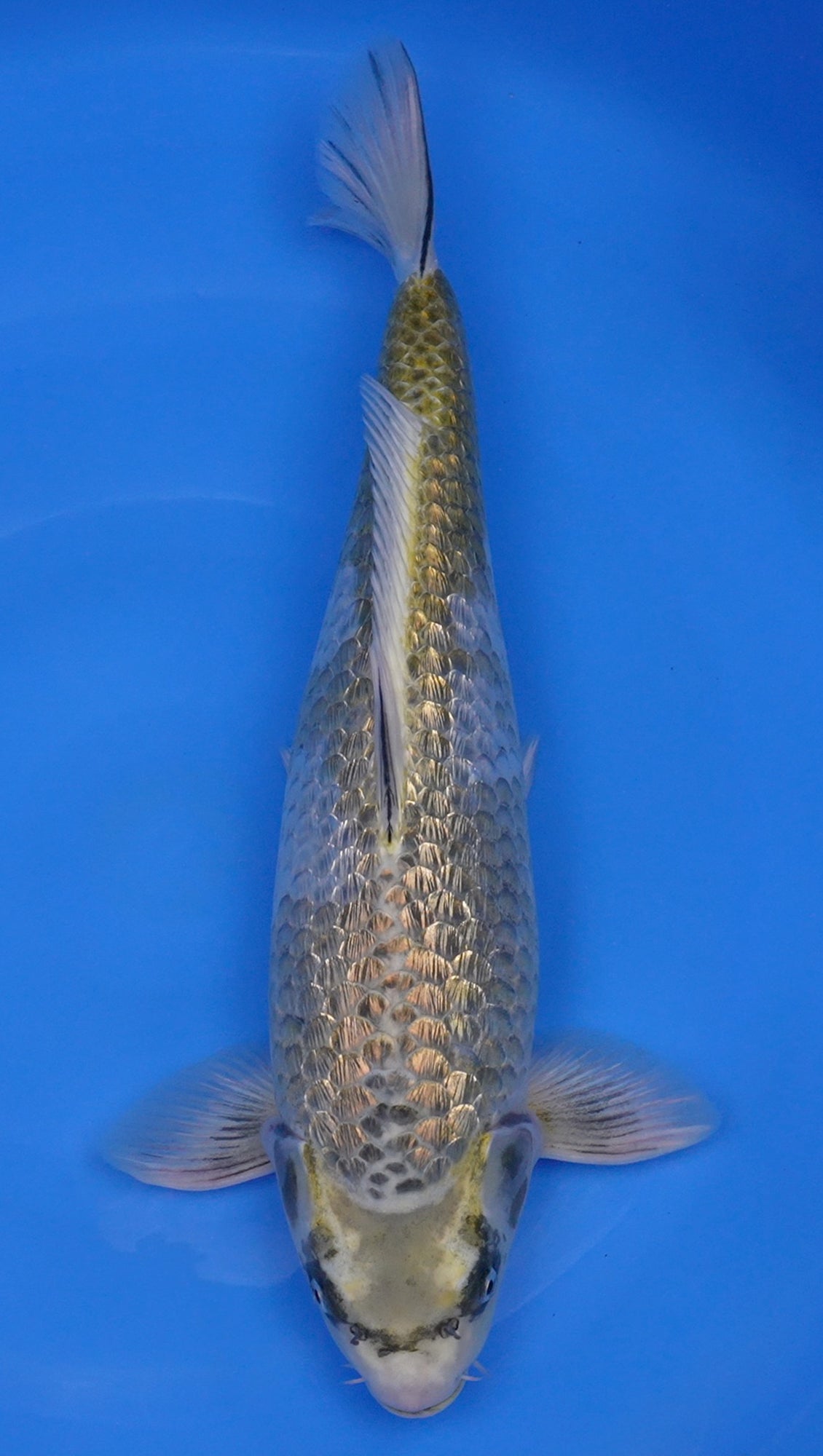 Yellow Ginga 20 inch - 240290281