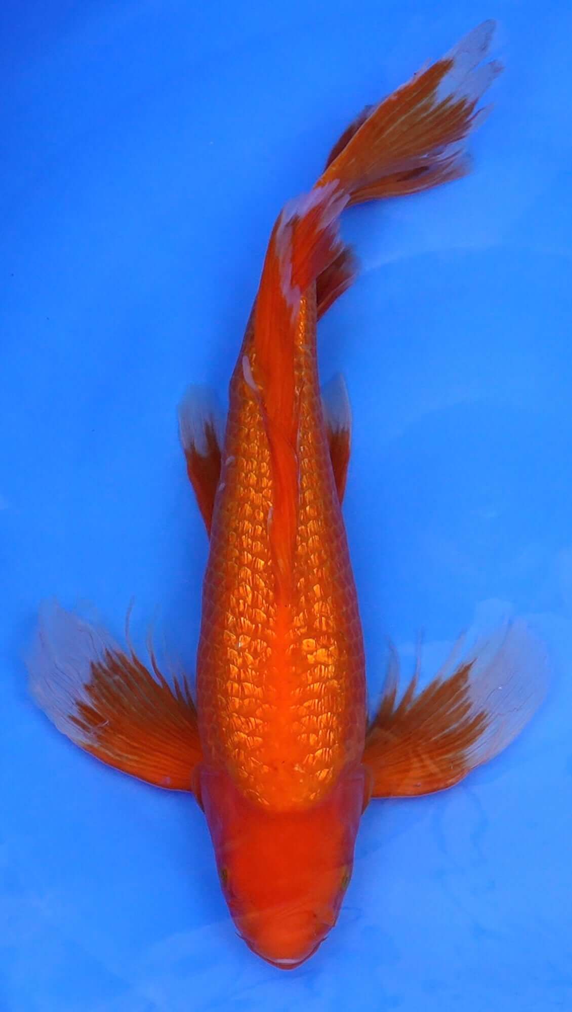 Long Fin Gin Rin Benigoi 20 inch - 240290286