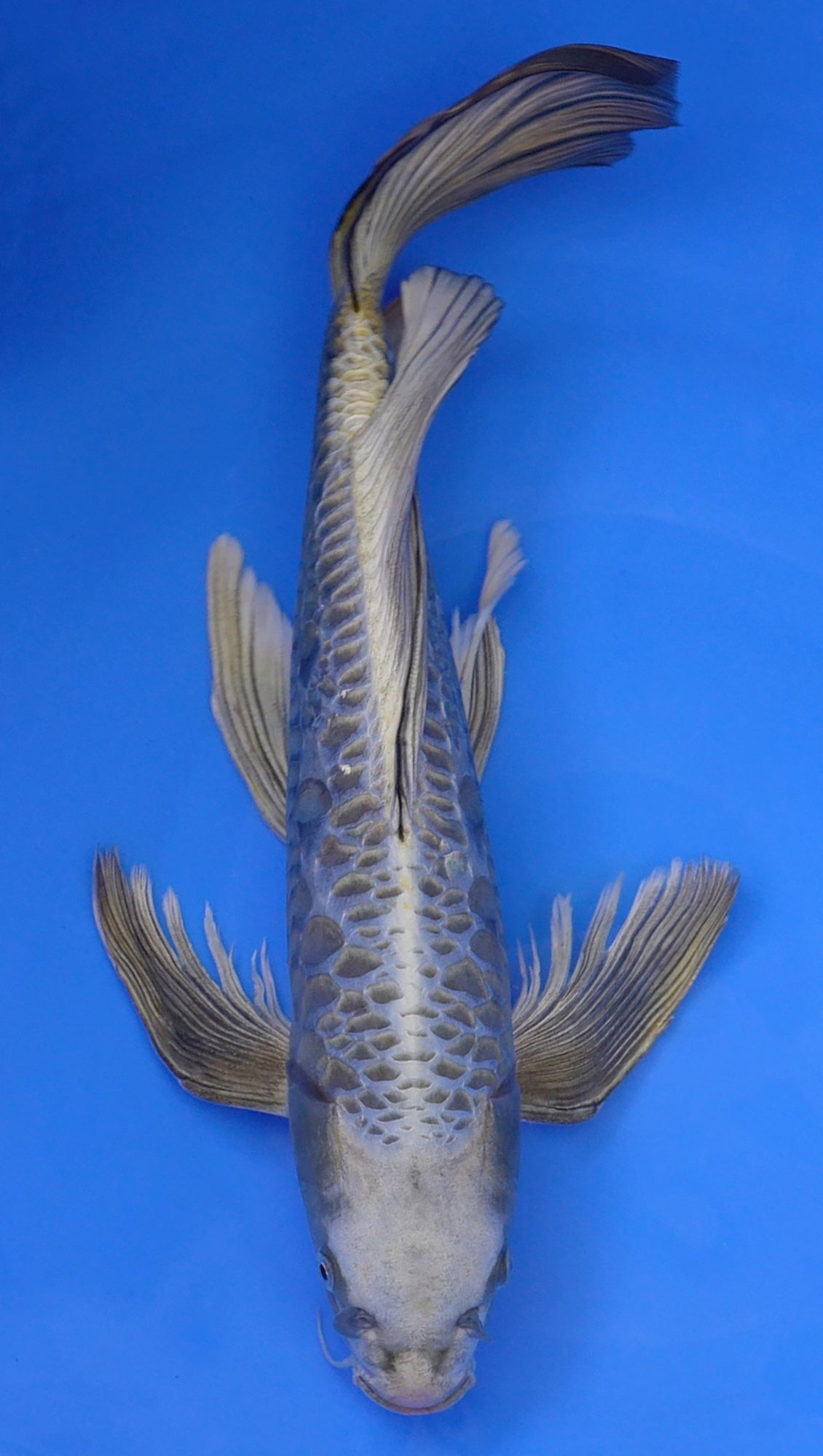 Long Fin Aragoke Mukashi Ogon 19 inch - 240290287