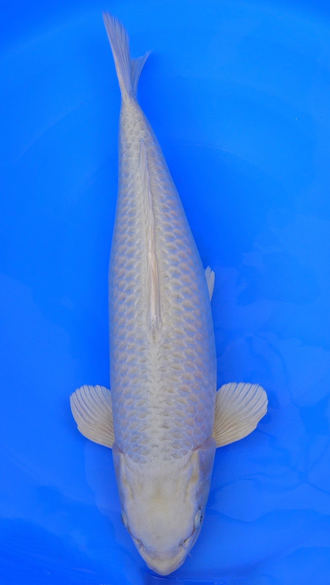 Platinum Ogon 26 inch - 240300450