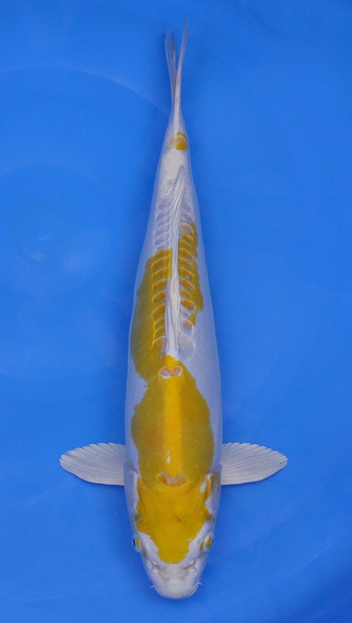 Doitsu Hariwake 19 inch - 240302027