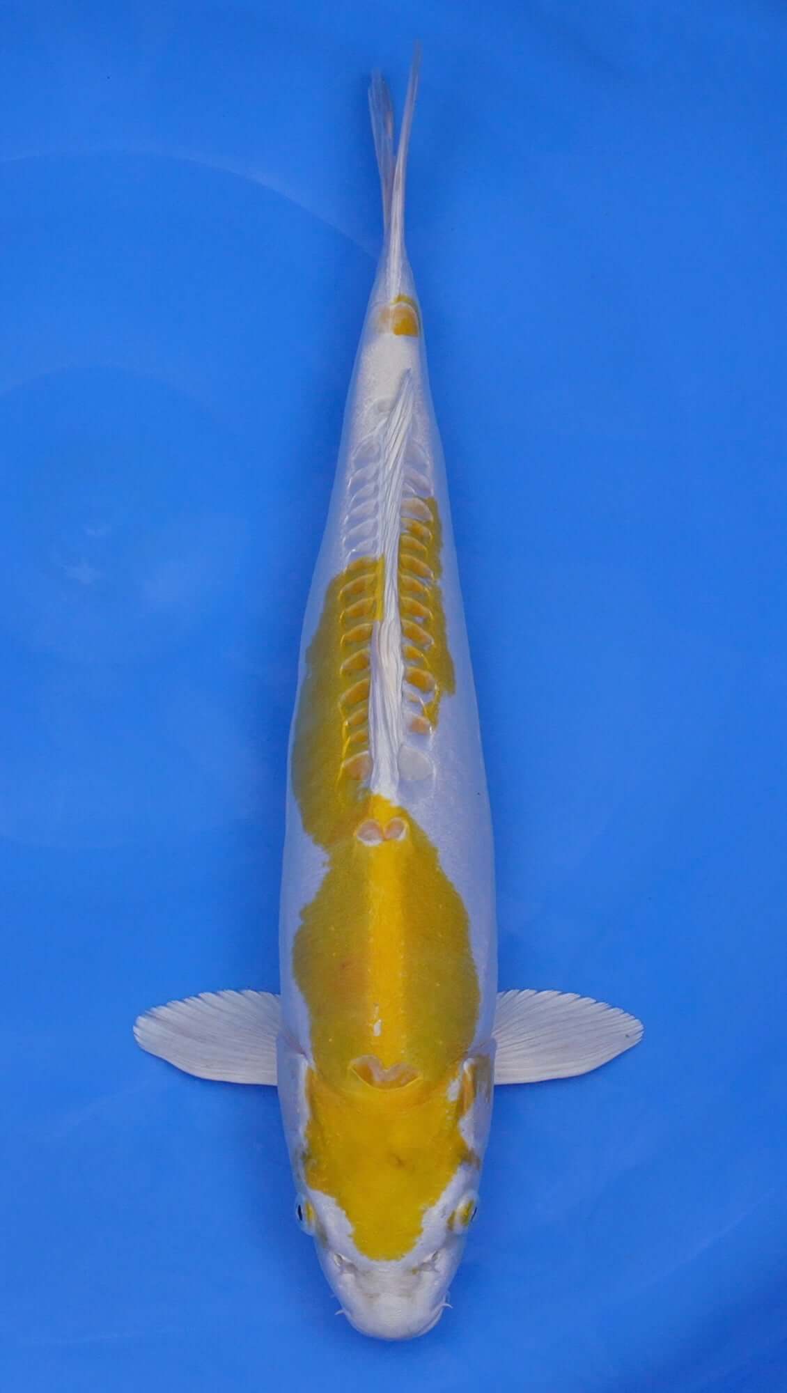 Doitsu Hariwake 19 inch - 240302027