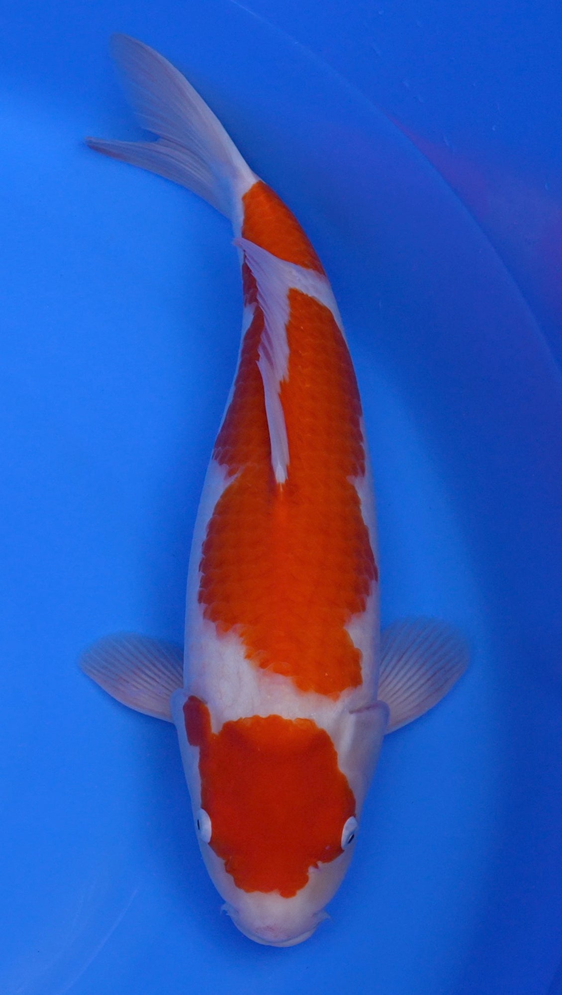 Kohaku 19 inch - 240312239