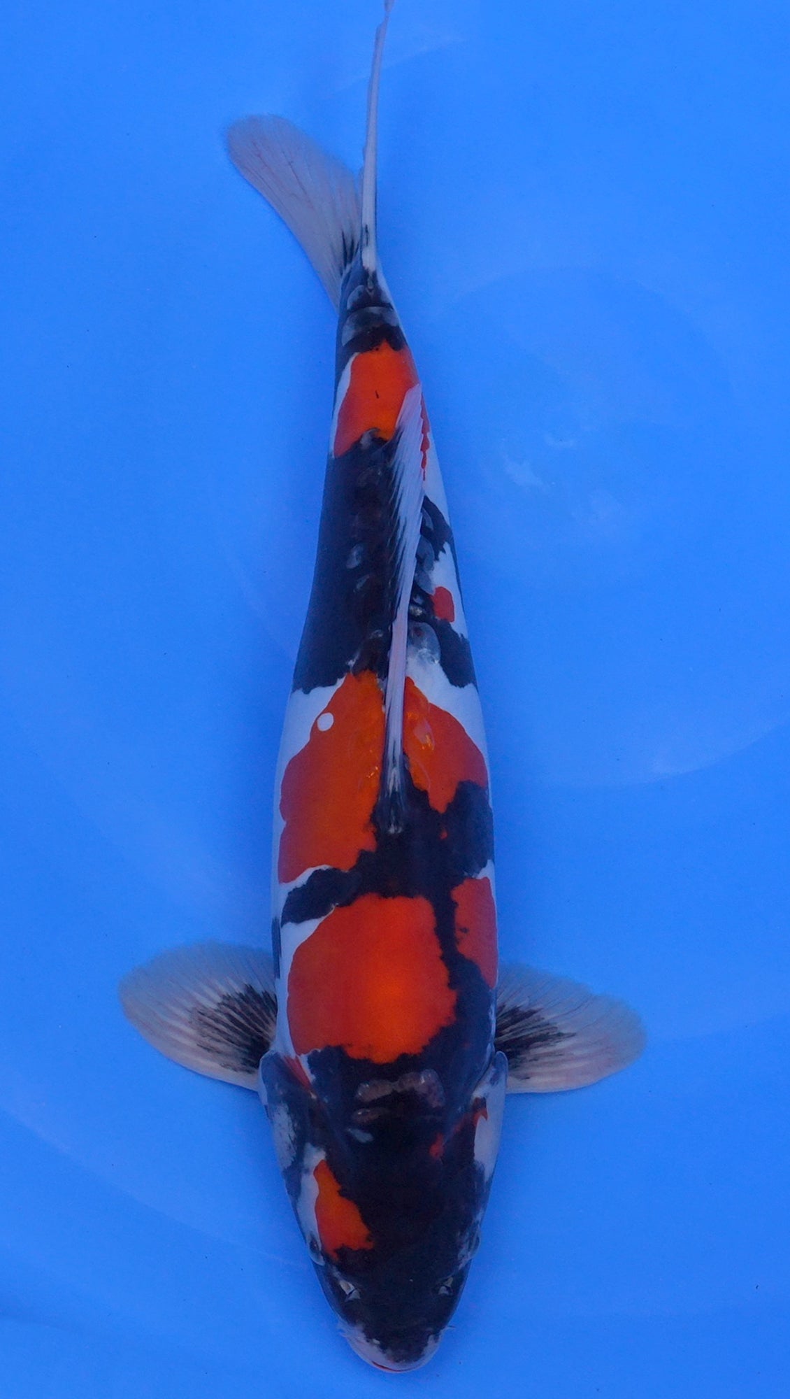 Doitsu Showa 17 inch - 240323039