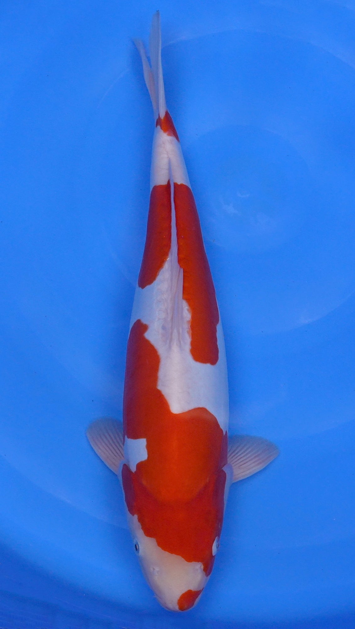 Doitsu Kohaku 20 inch - 240323040