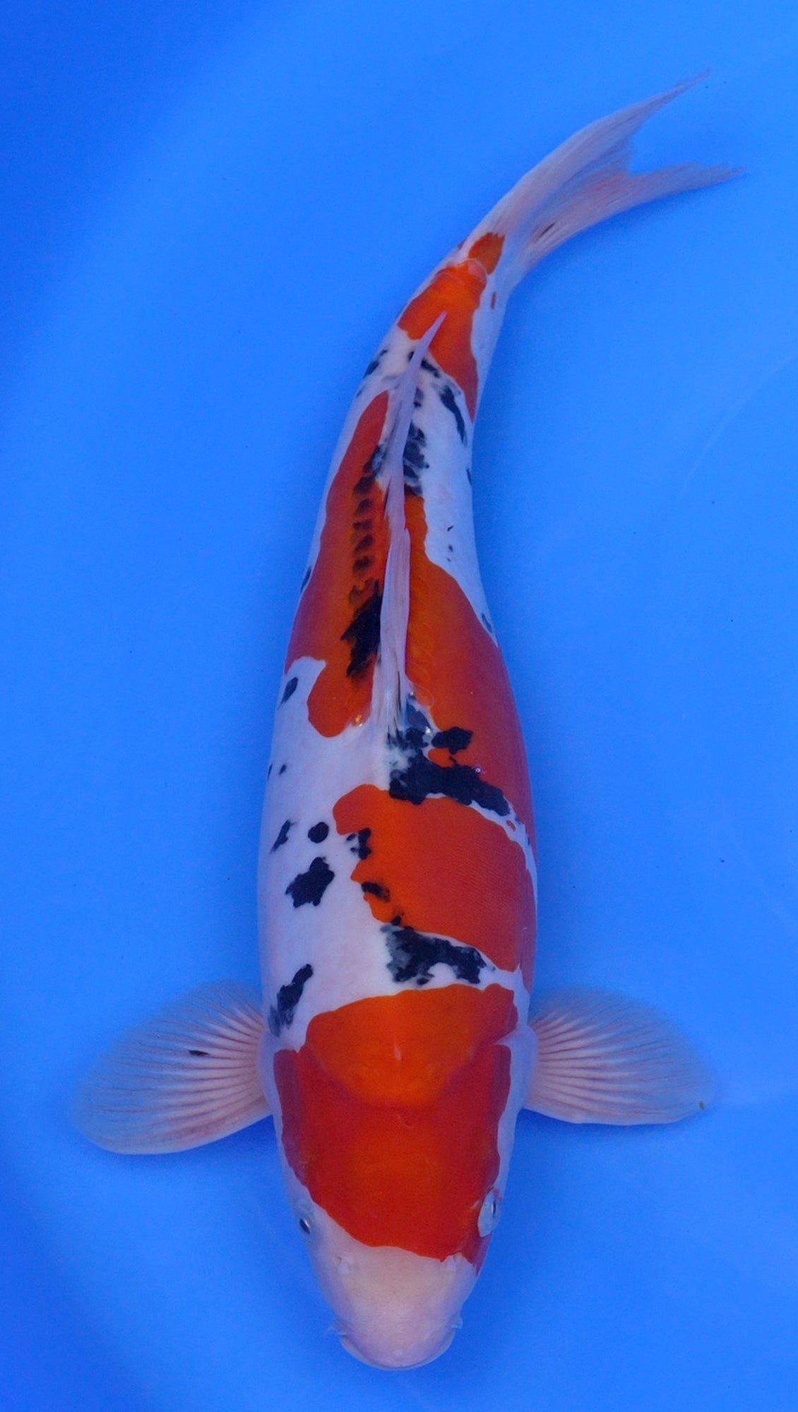 Doitsu Sanke 18 inch - 240323041