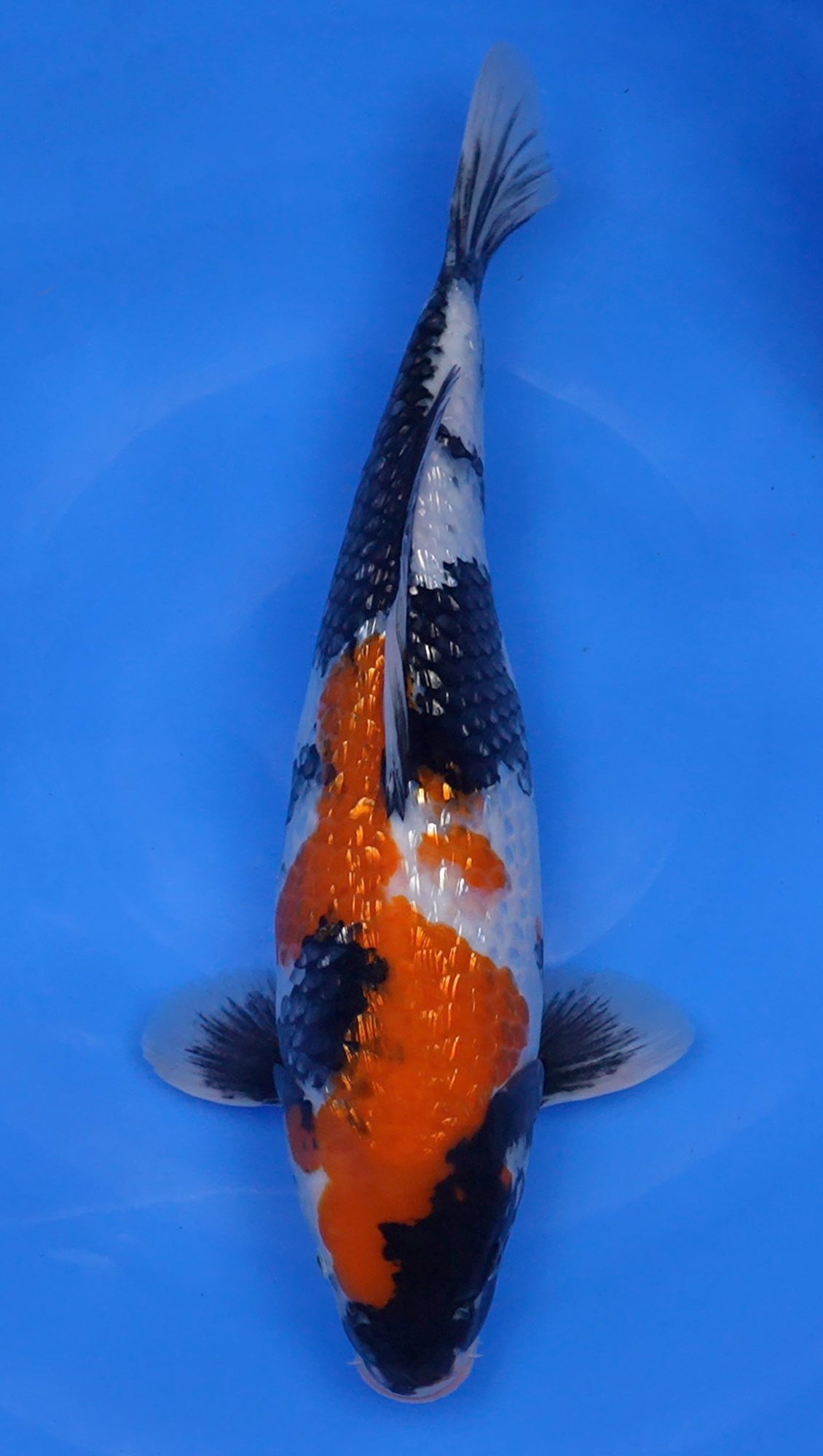 Gin Rin Showa 20 inch - 240323042