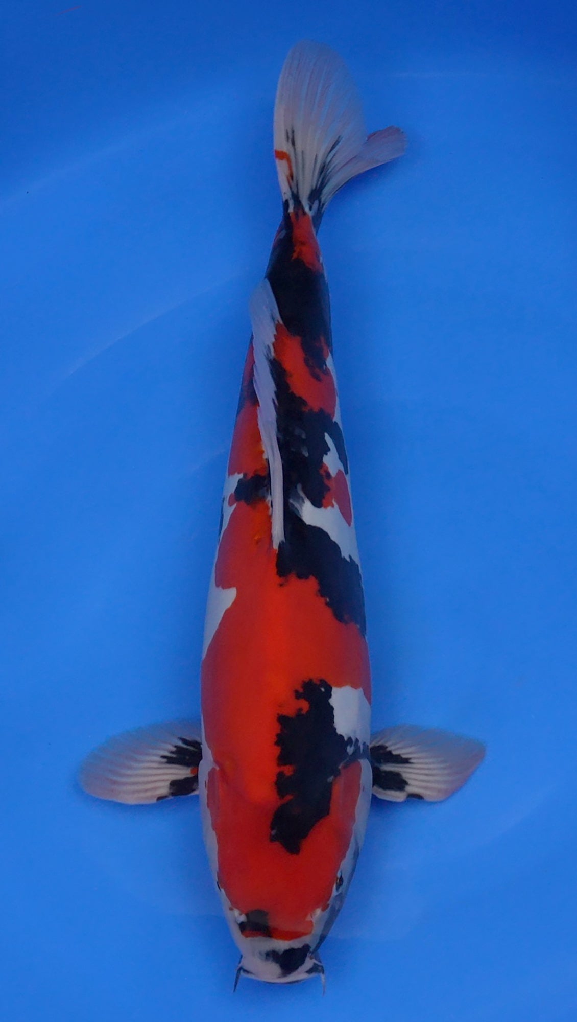 Doitsu Showa 20 inch - 240335179